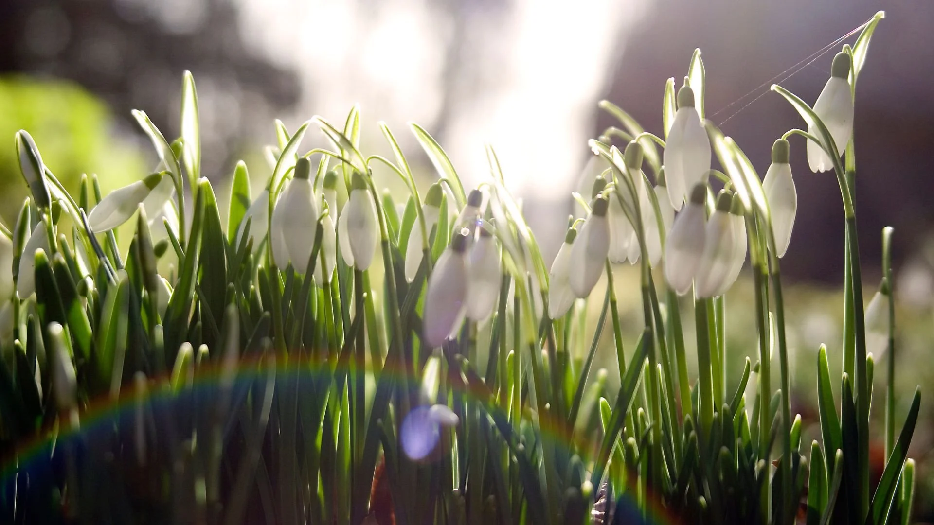 Imbolc: Return of Hope