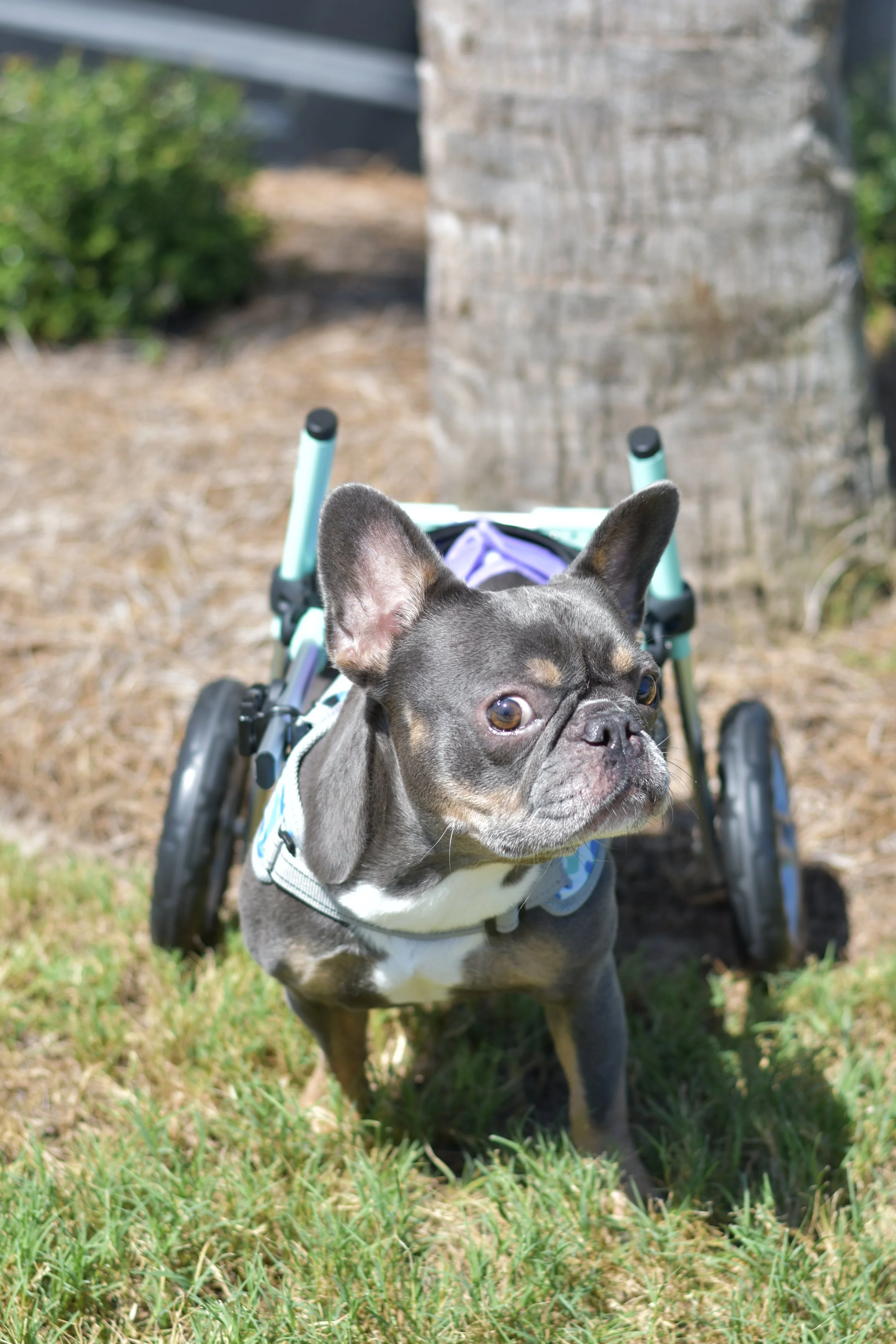 The Real Live Olive!!