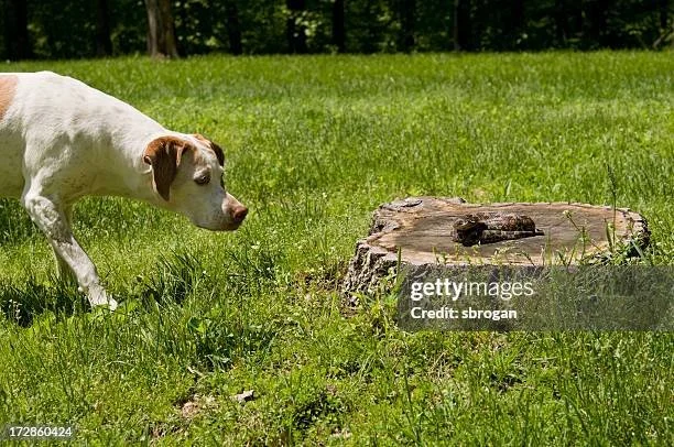 Keeping your dogs safe from Snakes