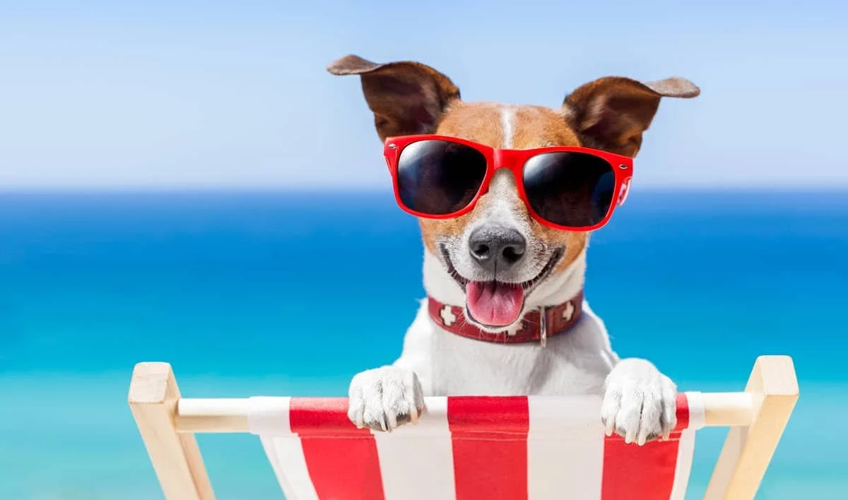 Pet Friendly Places in Panama City Beach    