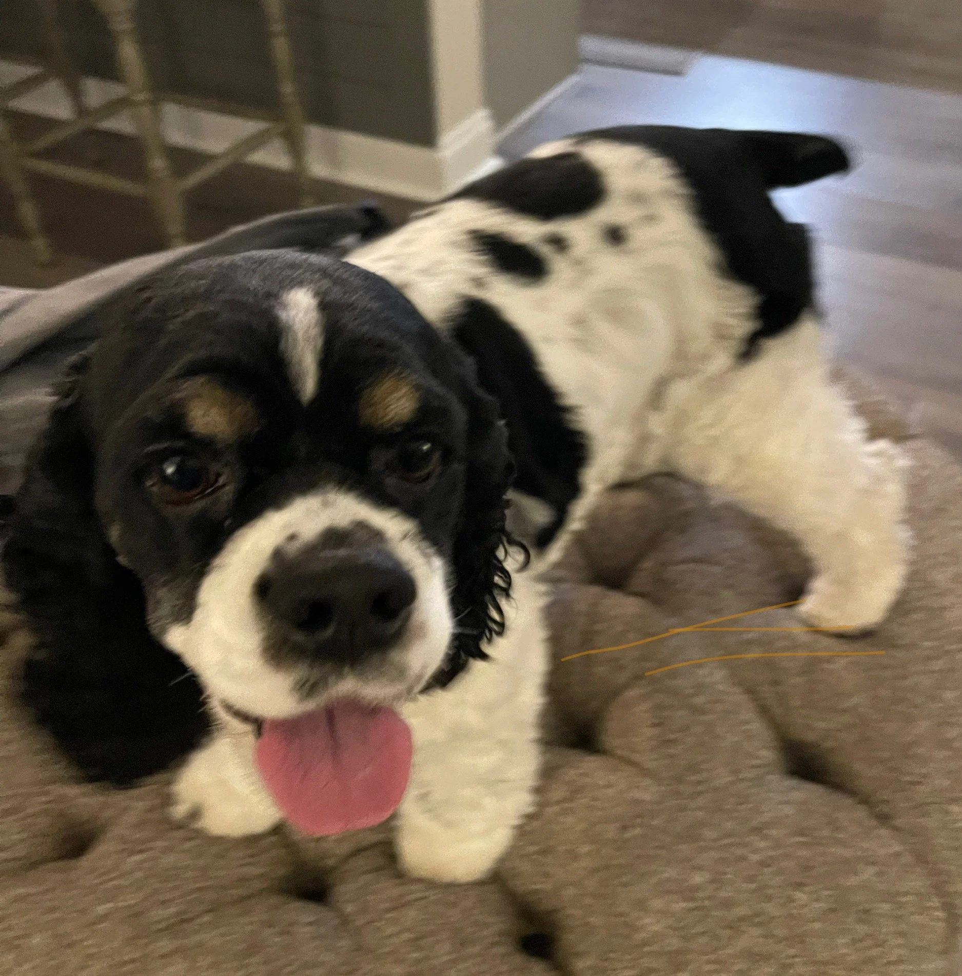 Ivey is a great walking buddy!