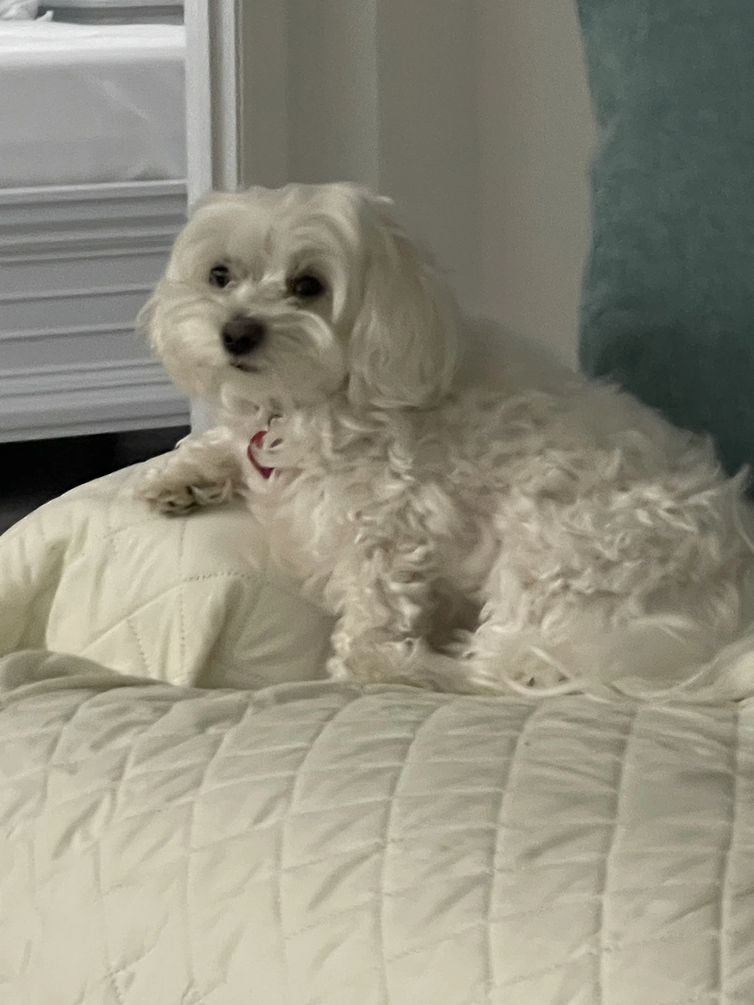 Gracie keeps us  on our toes :)!!