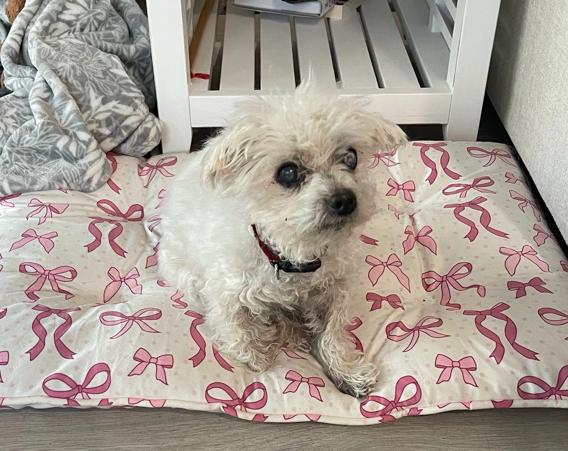 Sweet Sadie stole our heart!