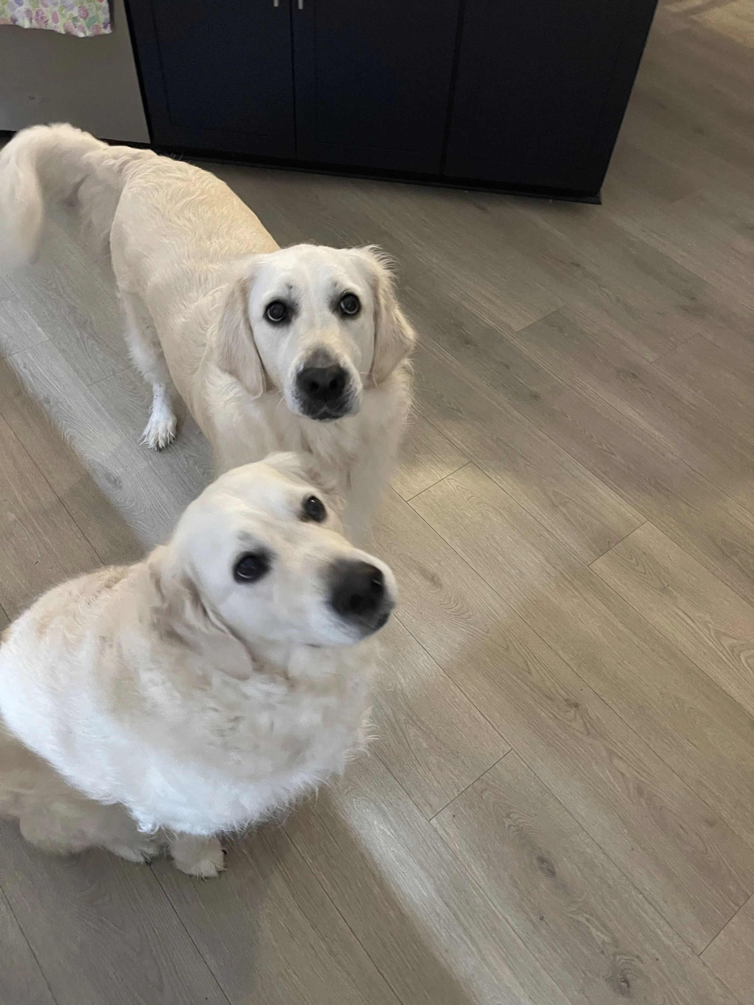 Gracie and murphy.JPG