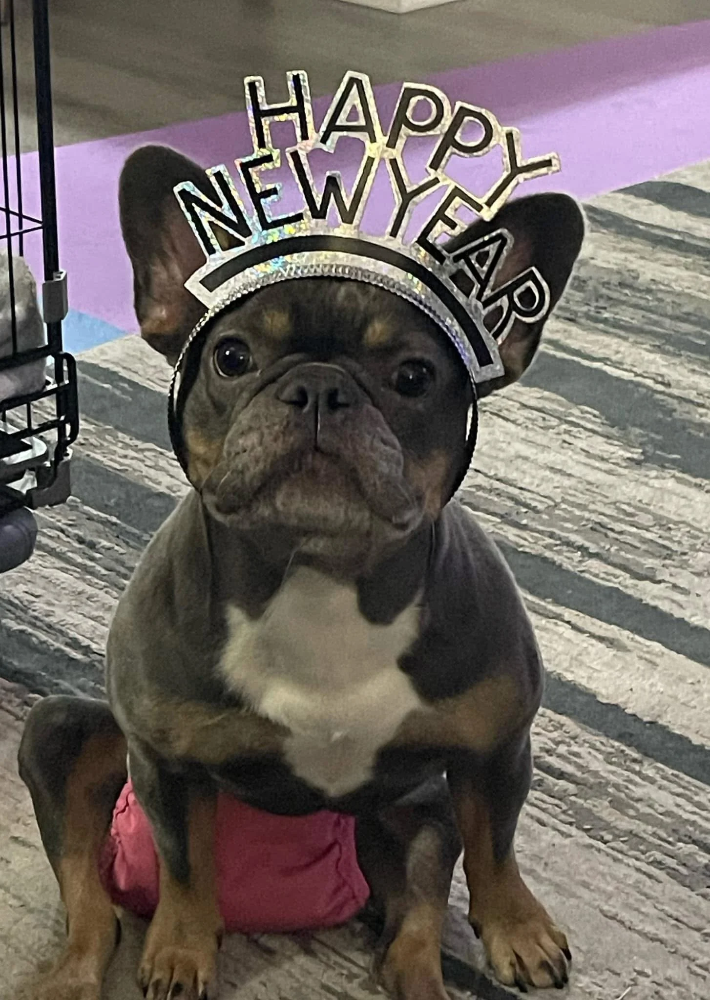Happy New Year 2025 From Olive!!!