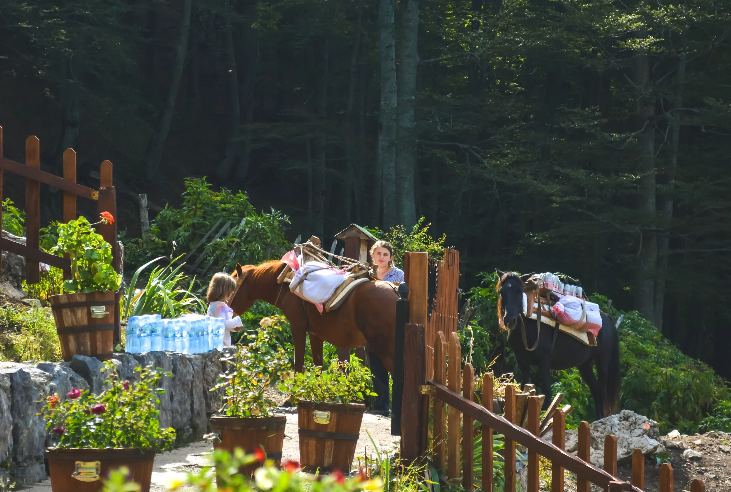 Horses Carrying Drinks to Restock Mountain Cafe