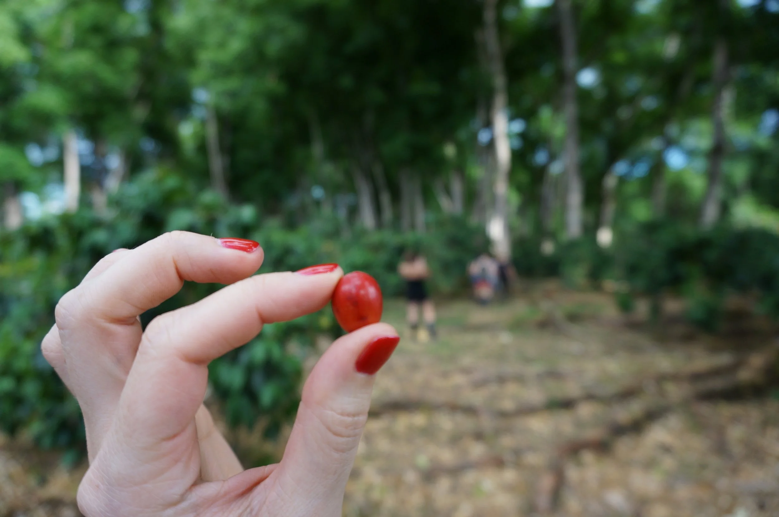 A person with red-painted nails holding a red berry between their thumb and index finger in a forested area with trees and blurred group of people in the background.
