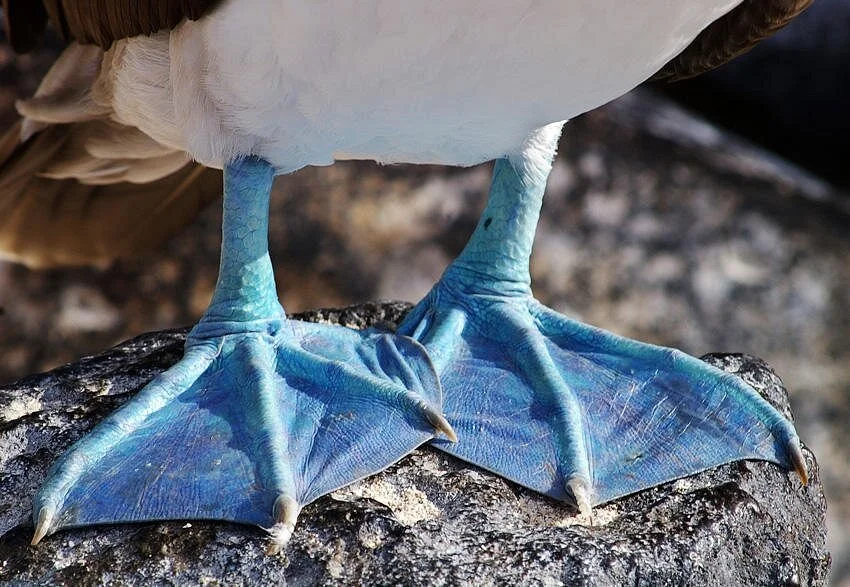 Close-up of a bird's blue webbed feet and part of its white body standing on a rock.