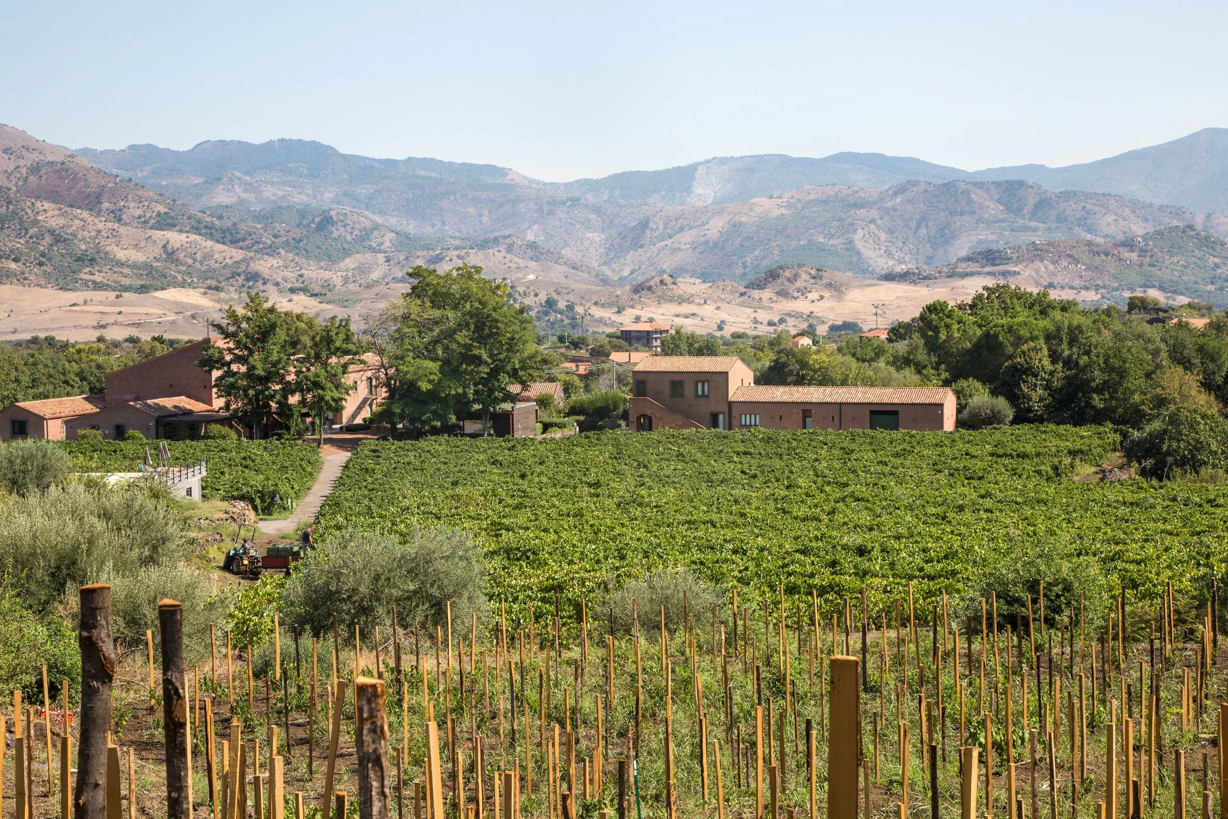 Vineyard with rows of grapevines, residential buildings, green trees, and mountain range in the background under a clear sky.