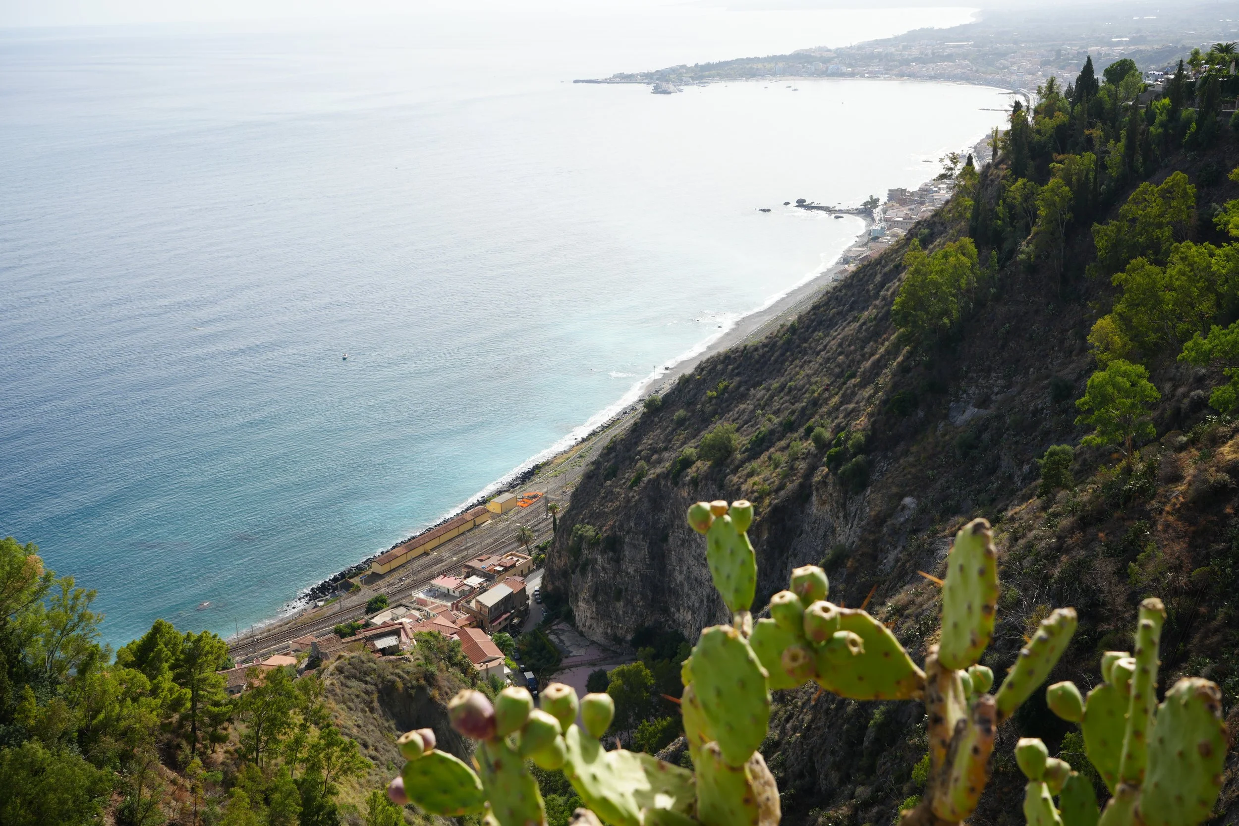 View of the coastline with a beach, ocean, and hillside covered with trees and buildings, a cactus in the foreground.