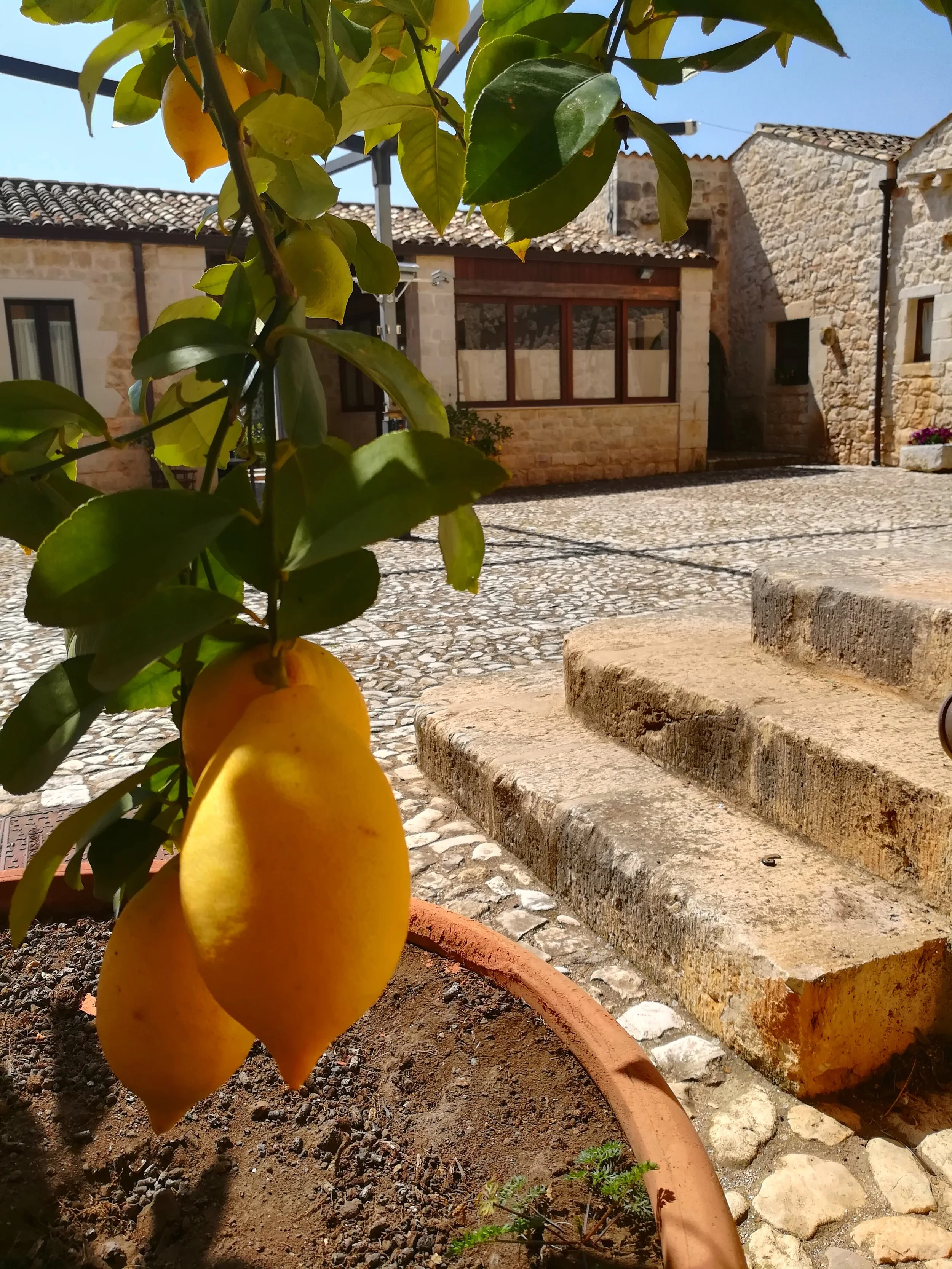 Close-up of a lemon tree with ripe yellow lemons in a pot. Stone steps and rustic buildings in the background under a clear blue sky.