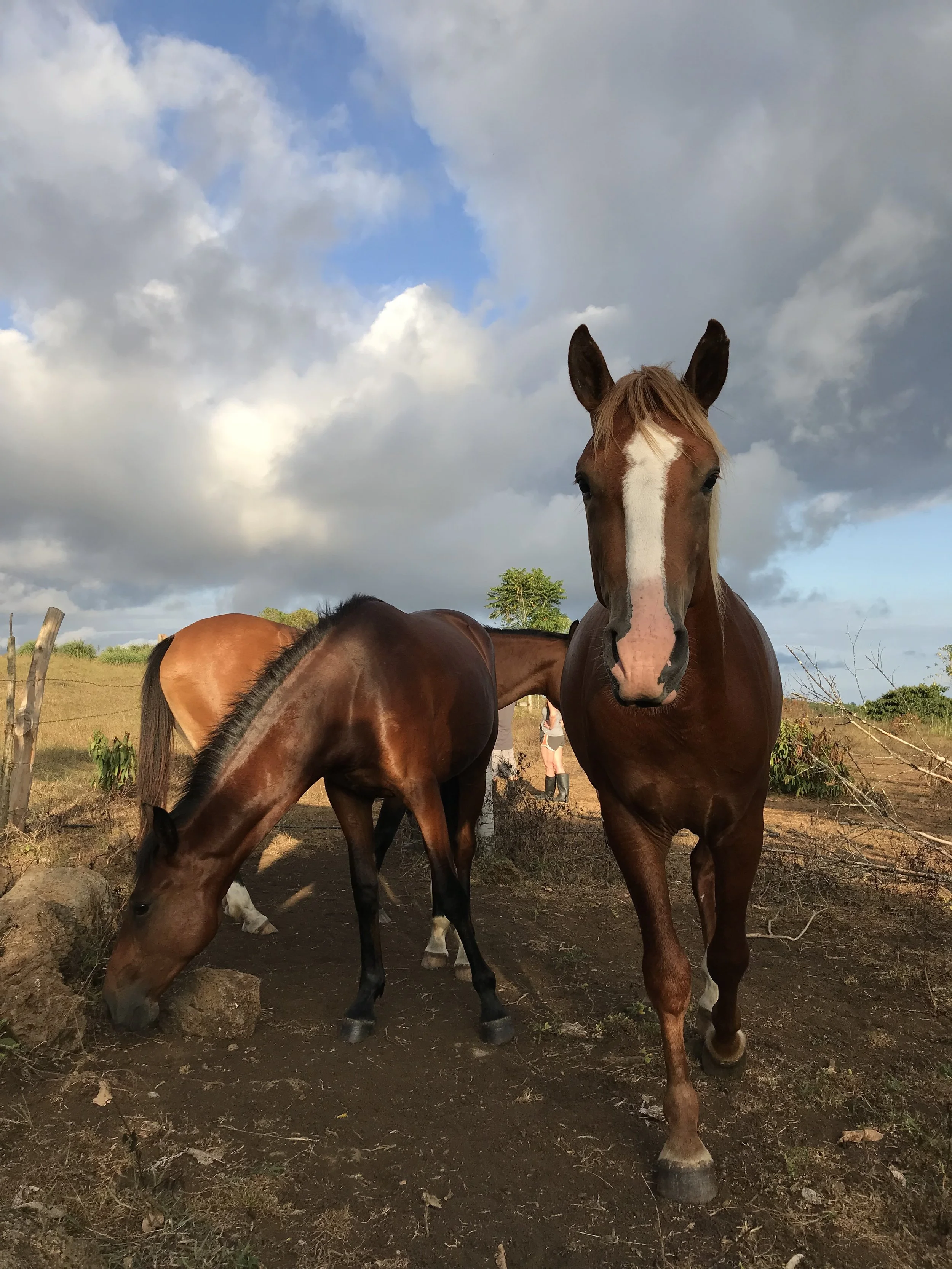 Three horses on a farm, with a cloudy sky overhead.