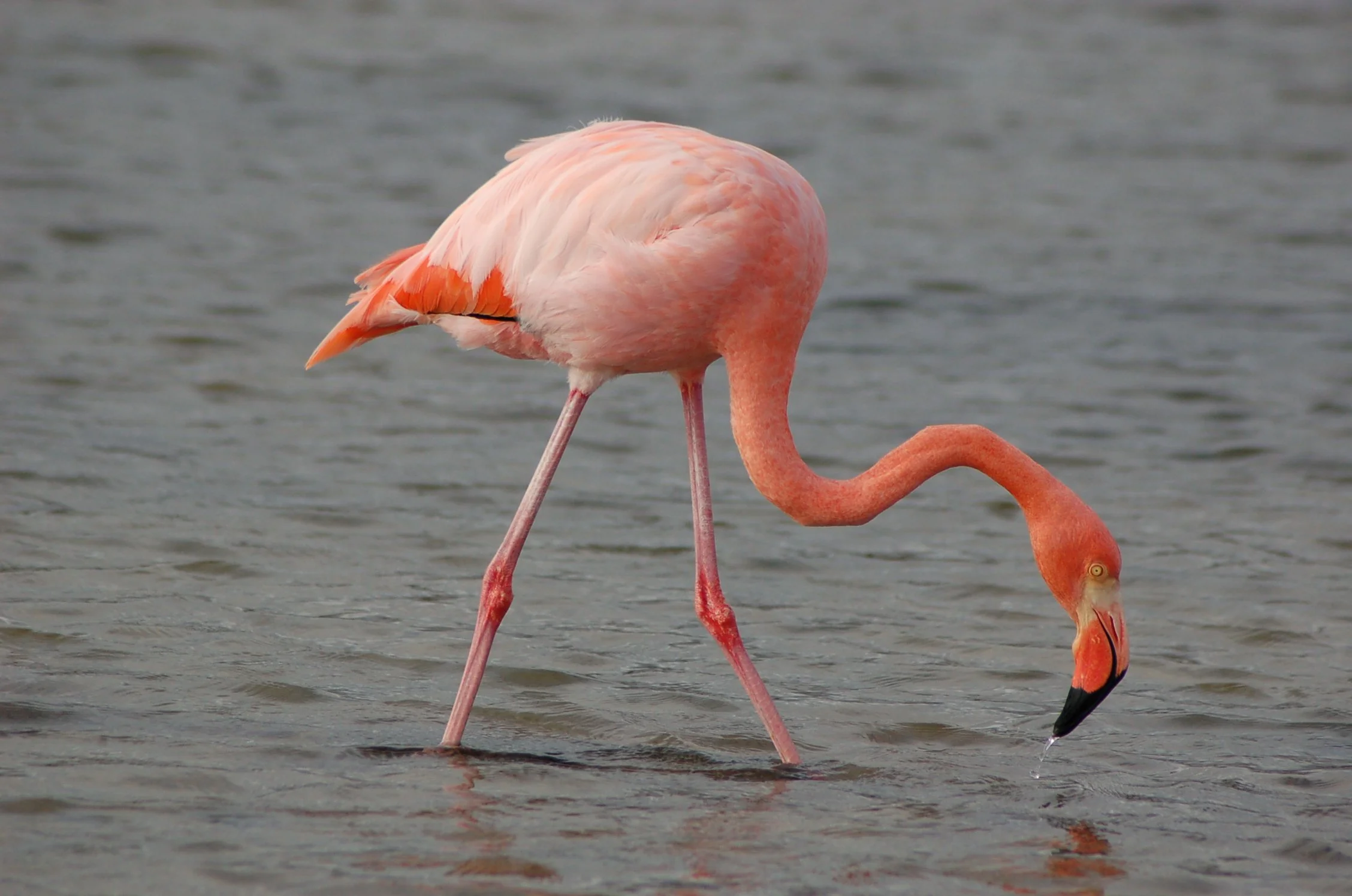 A pink flamingo standing in shallow water with its head bent downward, dipping its beak into the water.