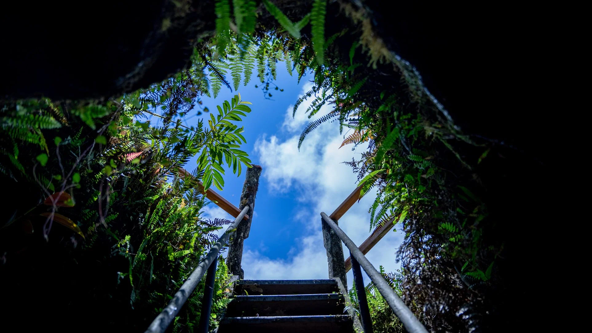 Looking up a staircase through a hole in the ground covered with lush green ferns, revealing a blue sky with white clouds above.