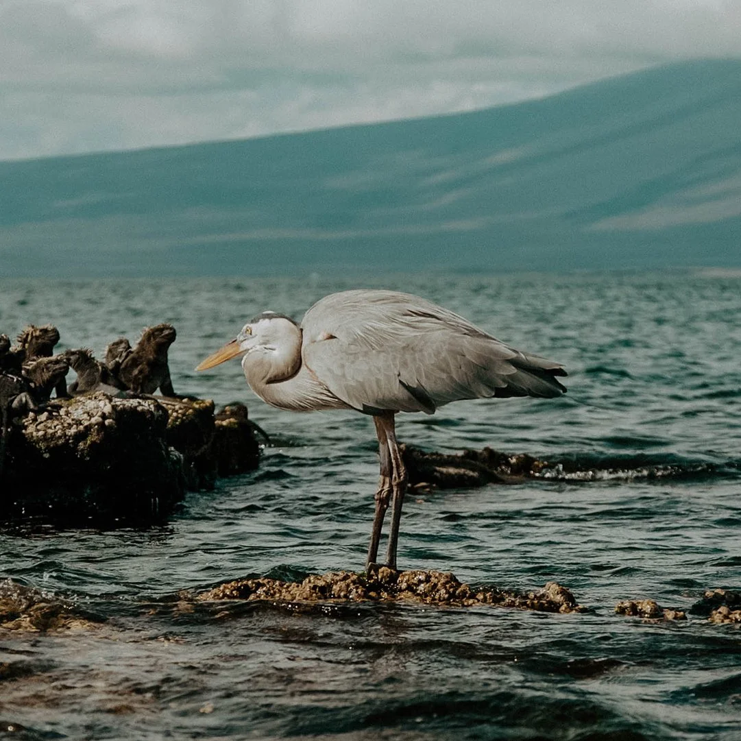 A heron standing on a rock in the water near a group of small fish or birds, with a body of water and a cloudy sky in the background.