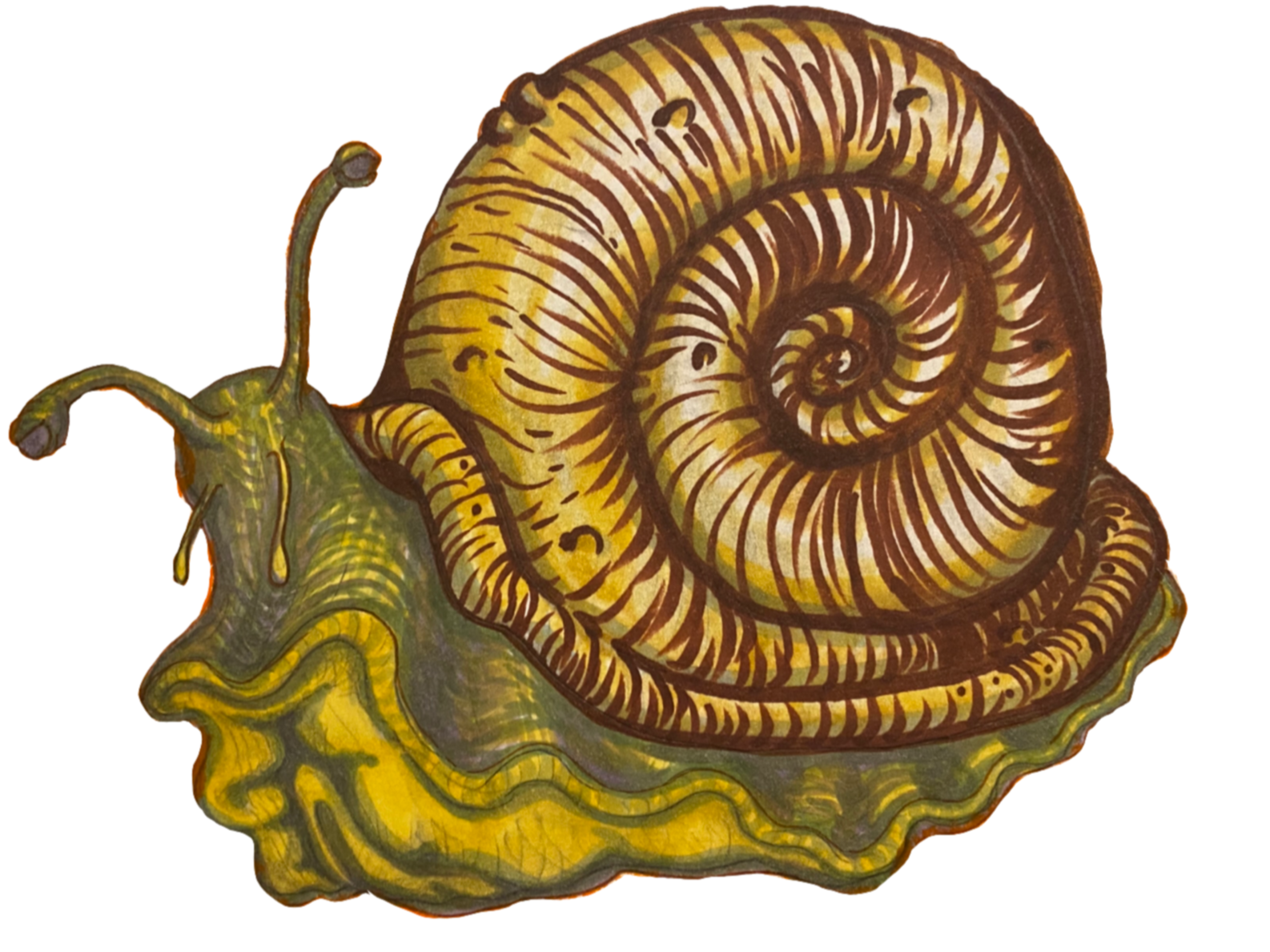 Illustration of a coiled snail with a yellow and brown patterned shell and greenish-yellow body, sitting on a leaf.