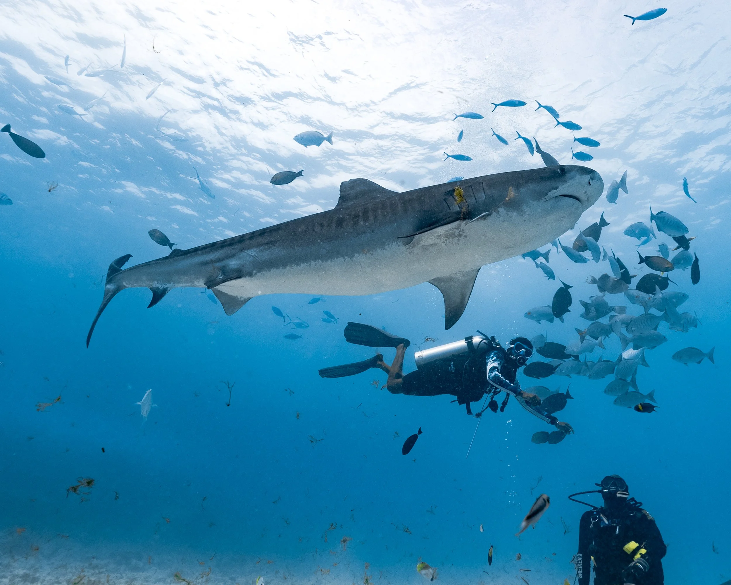 Shark & Surf Safari Deposit