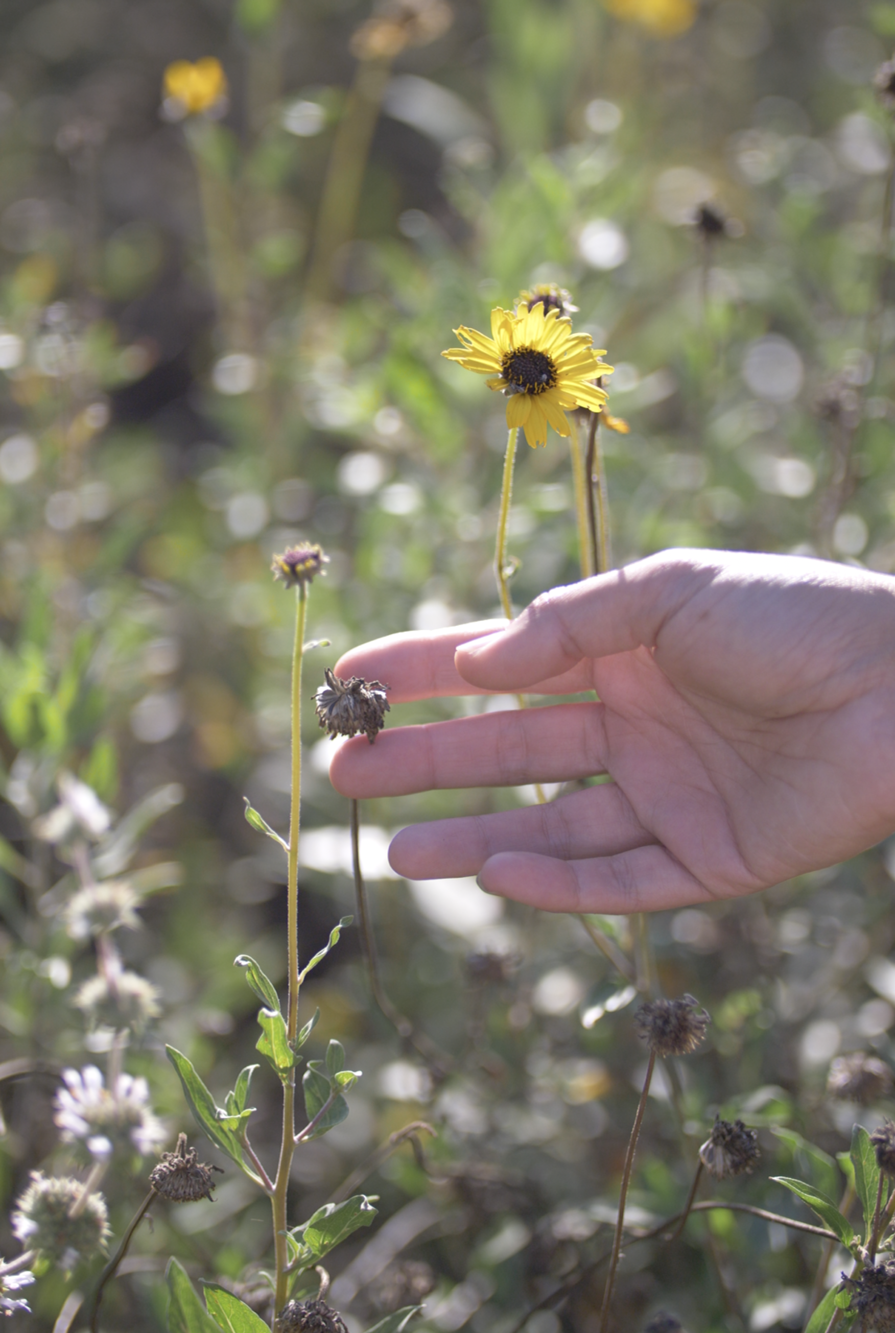 Sunflower Seed Processing Workshop