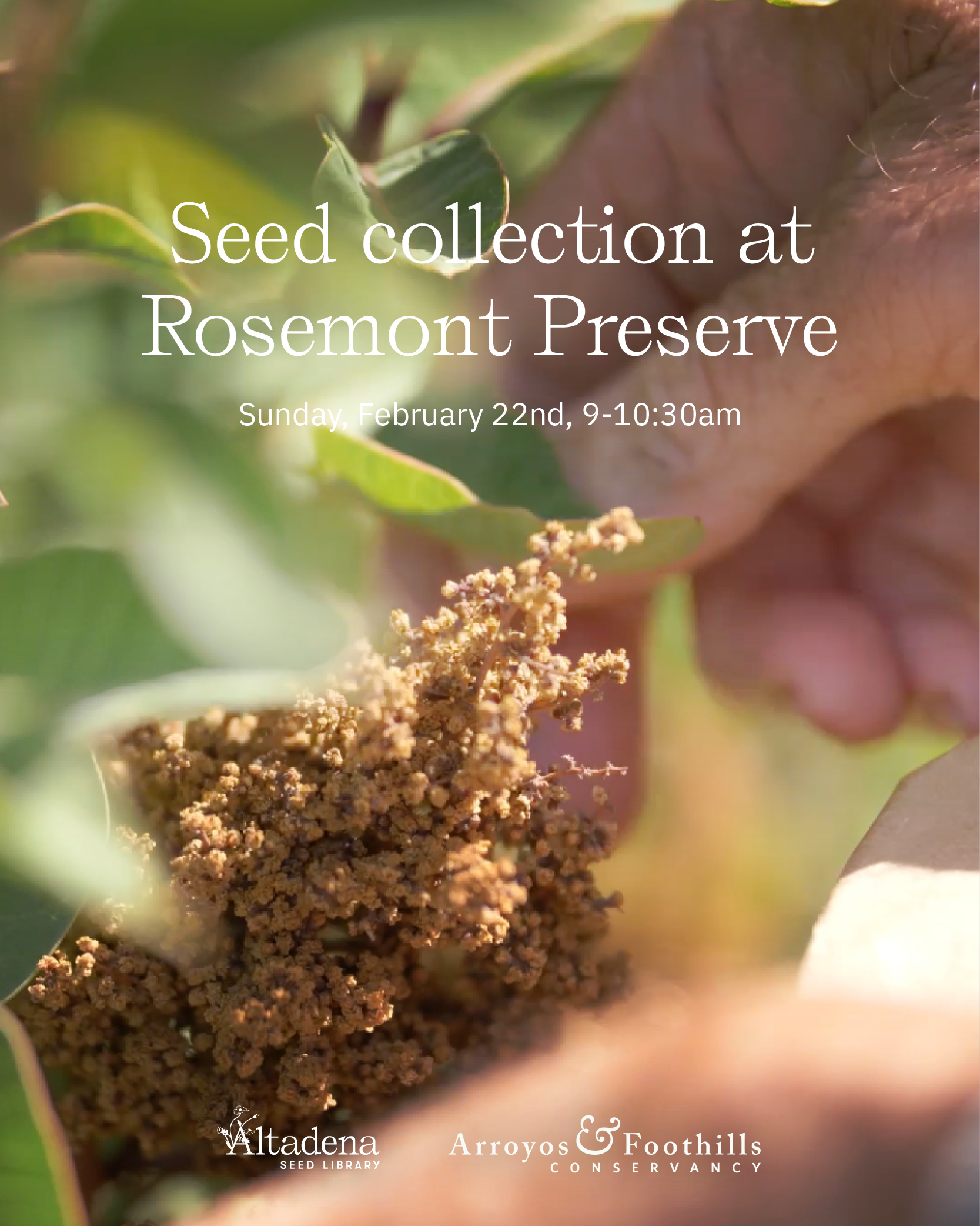 Native Seed Collection