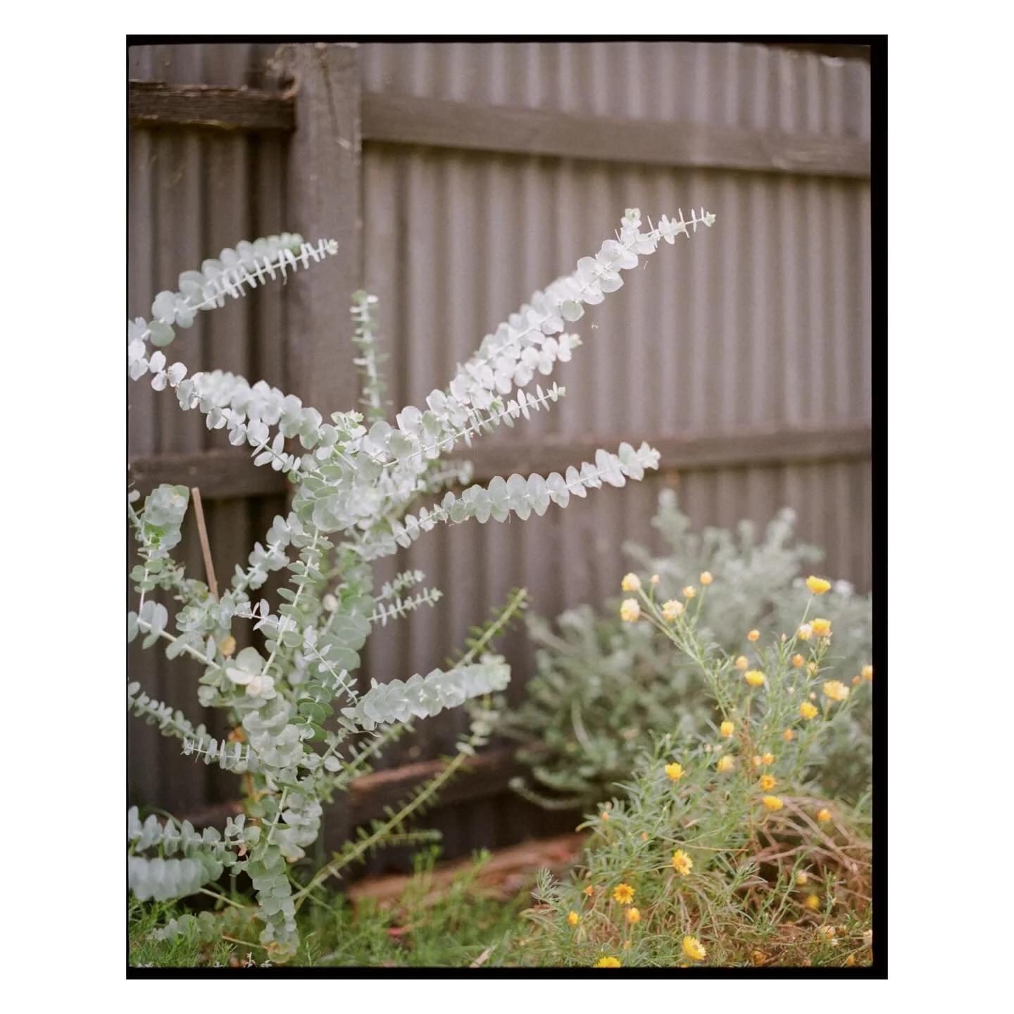 New Thornbury project with @prismlandscapes across digital and film 💚 

Always such a joy photographing natural spaces 🌱 the ultimate relaxer. 

🏷️ Garden design photography. Garden design. Landscape design photography. Melbourne photographer. Ben