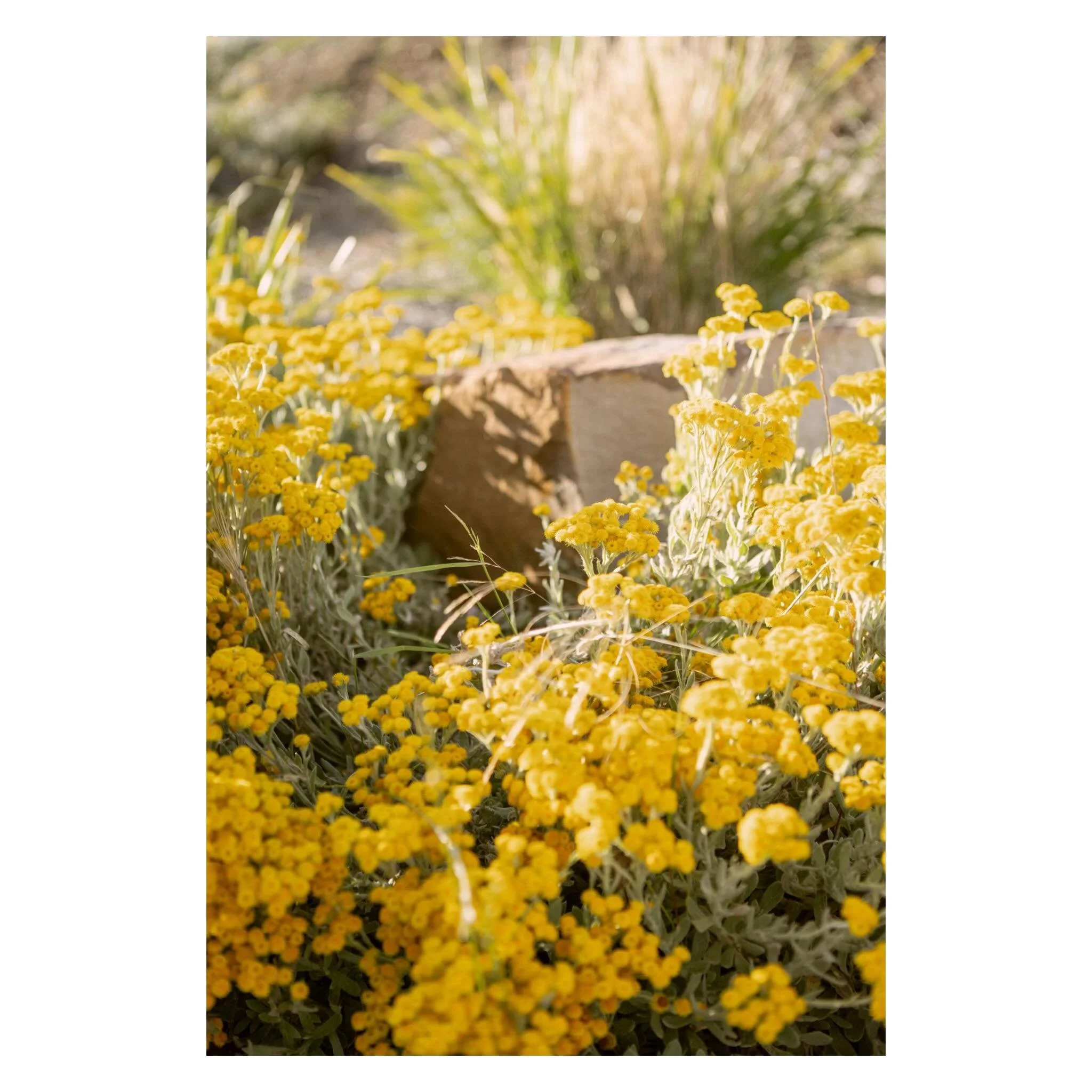 Garden landscape design photography in Central Victoria. 

Project Three: Carngham @timelesslandscapingprojects 

The butter yellows in this garden absolutely sung during golden hour, the perfect time to capture them 🌼 There&rsquo;s something really