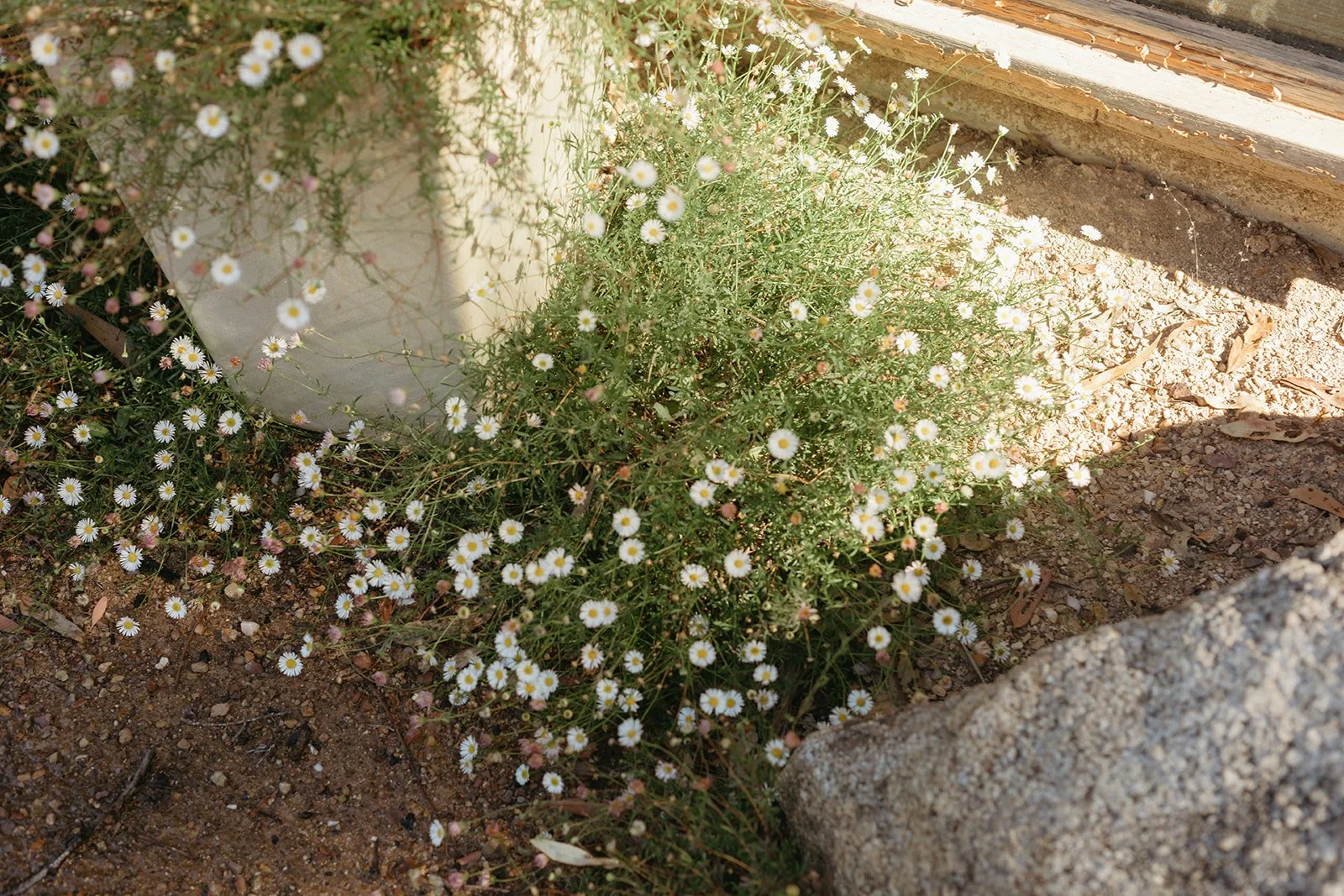 Castlemaine wedding photographer | Jen Tighe