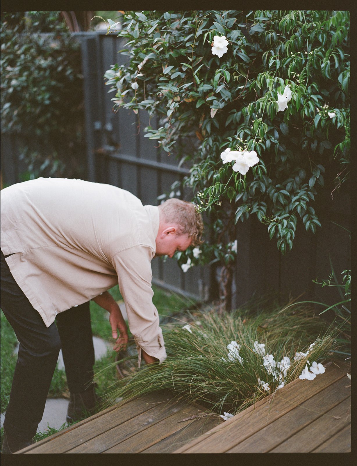 a man is working in the garden pulling out weeds, he is bending over in a light shirt and dark jeans.