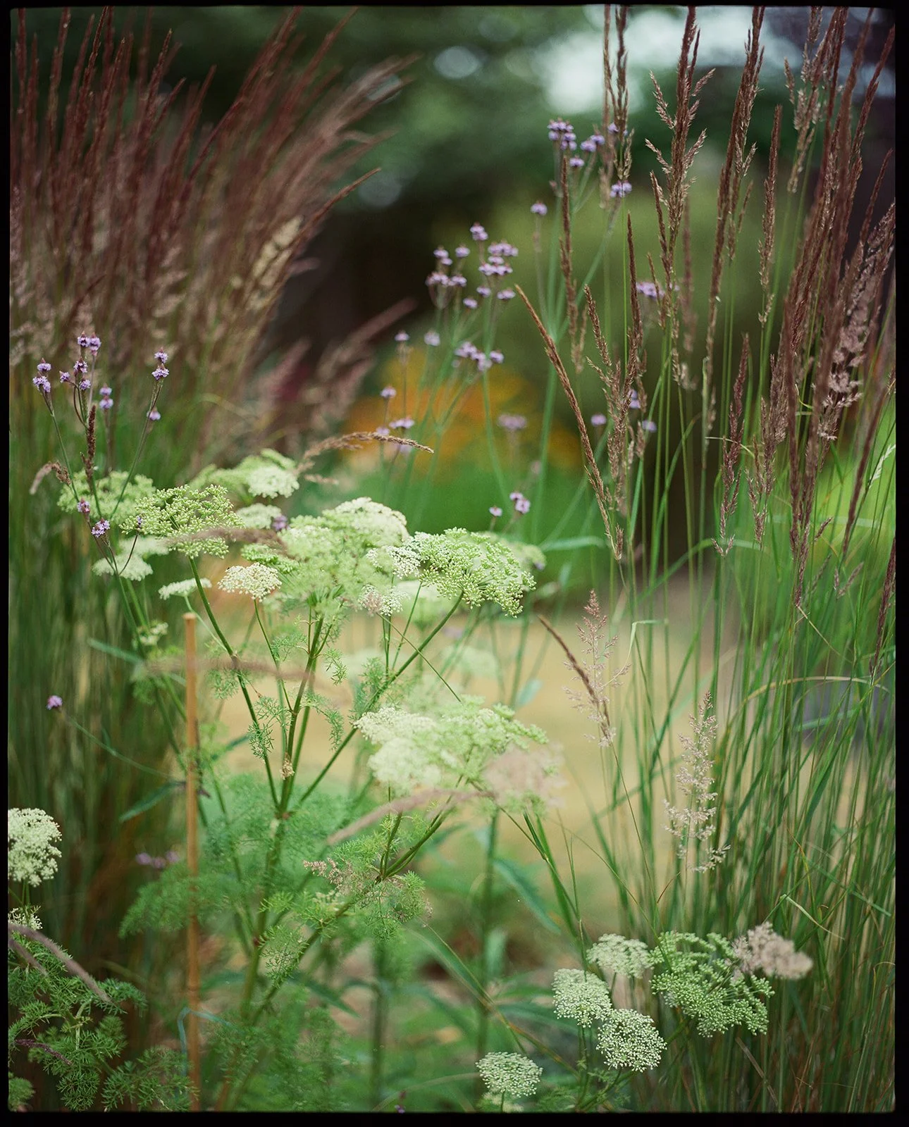 green and purple plants sit in a garden, the photo is close up and taken on film.