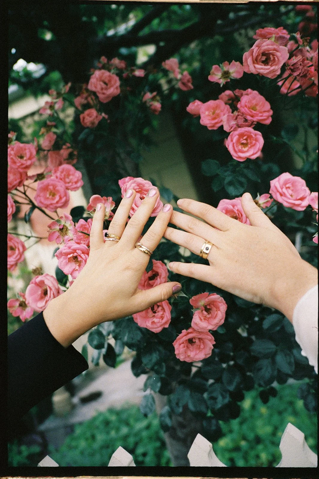 Two brides show off their wedding rings in front of a rose bush with pink roses.