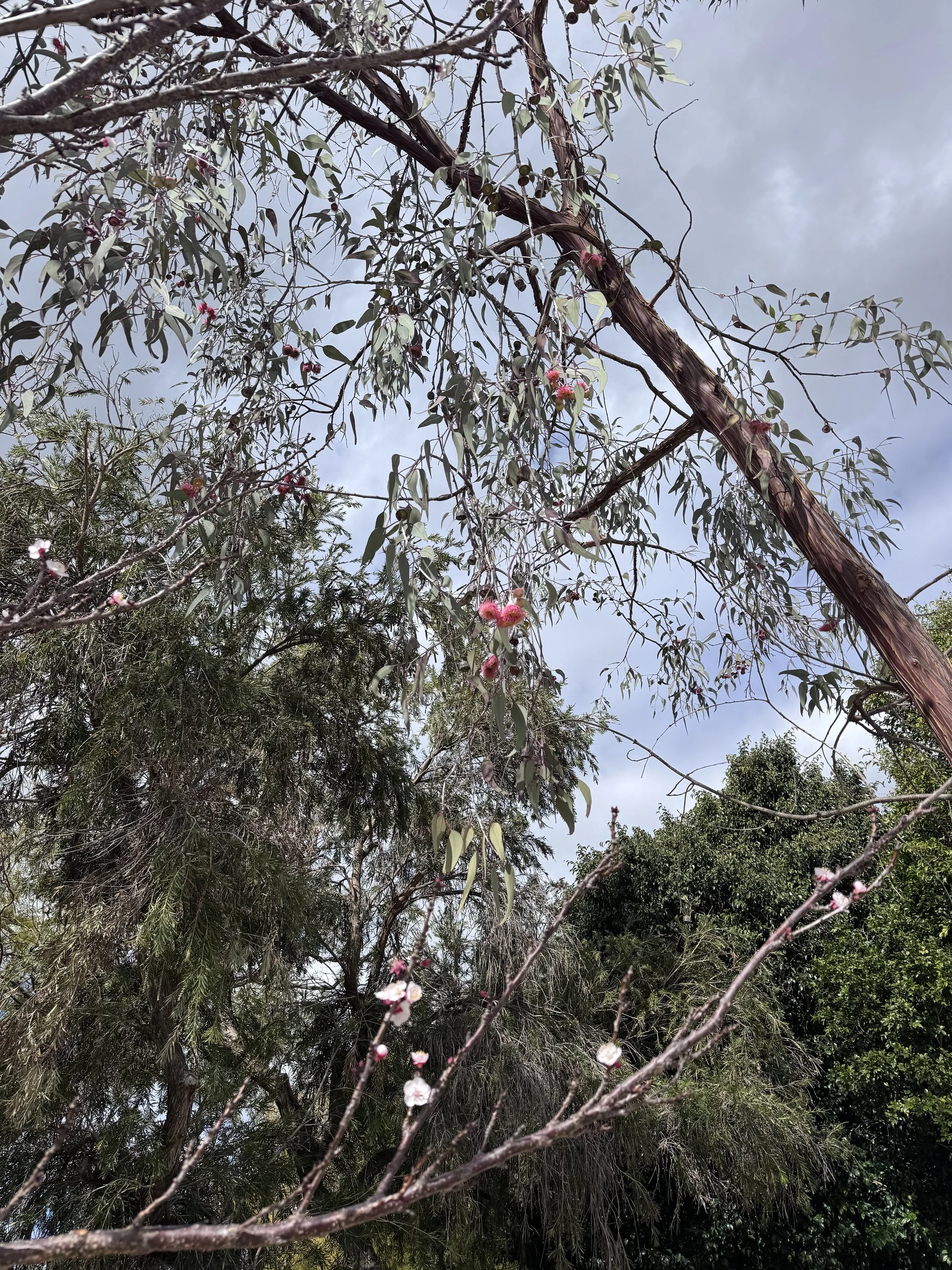 Gum trees in blossom in Hannah's garden.