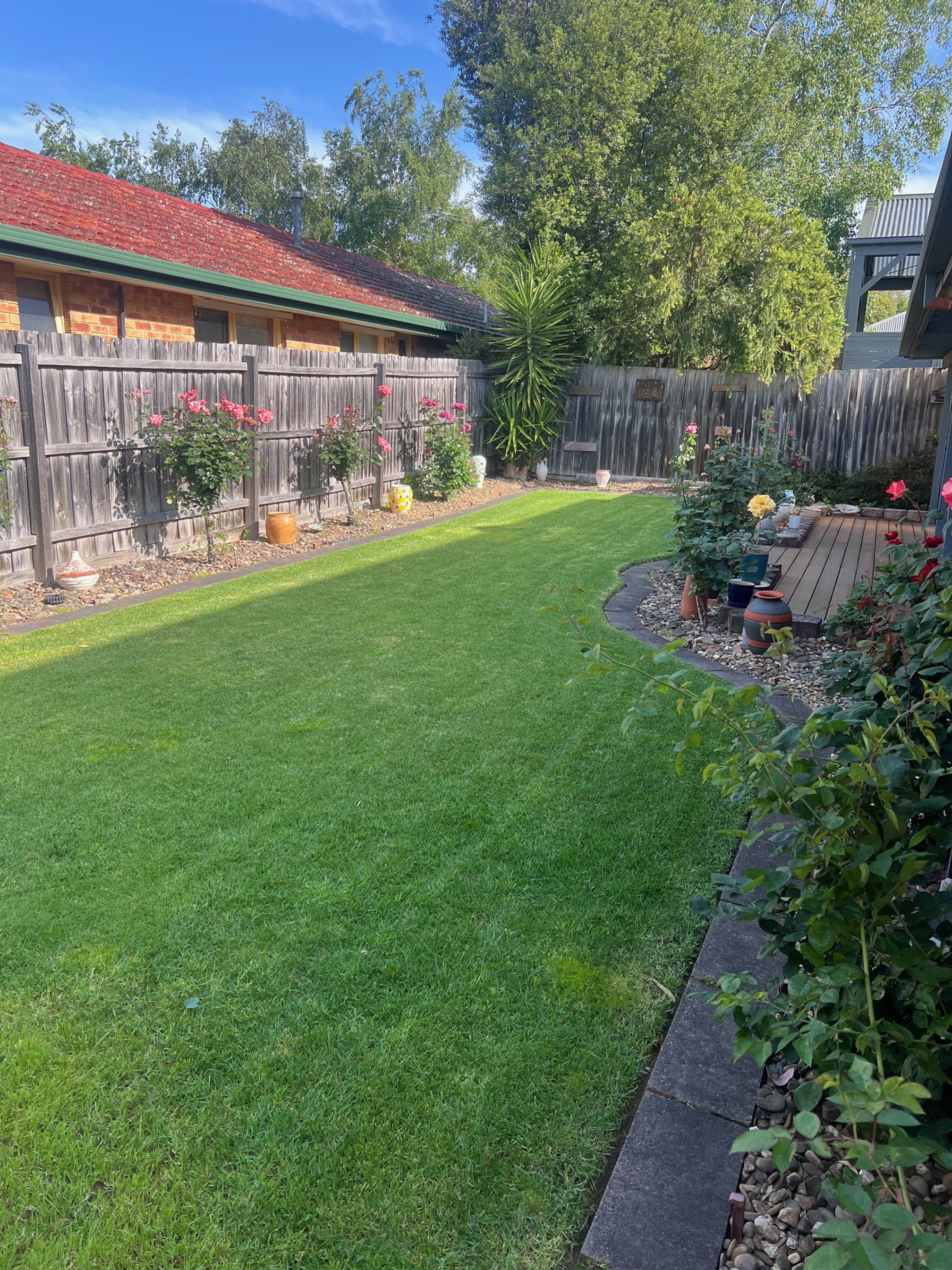 A backyard with a well-maintained green lawn, a wooden fence decorated with pink flowering bushes, and potted plants along a garden bed. A large tree and a tall shrub are visible in the background, with a house partially visible on the left.