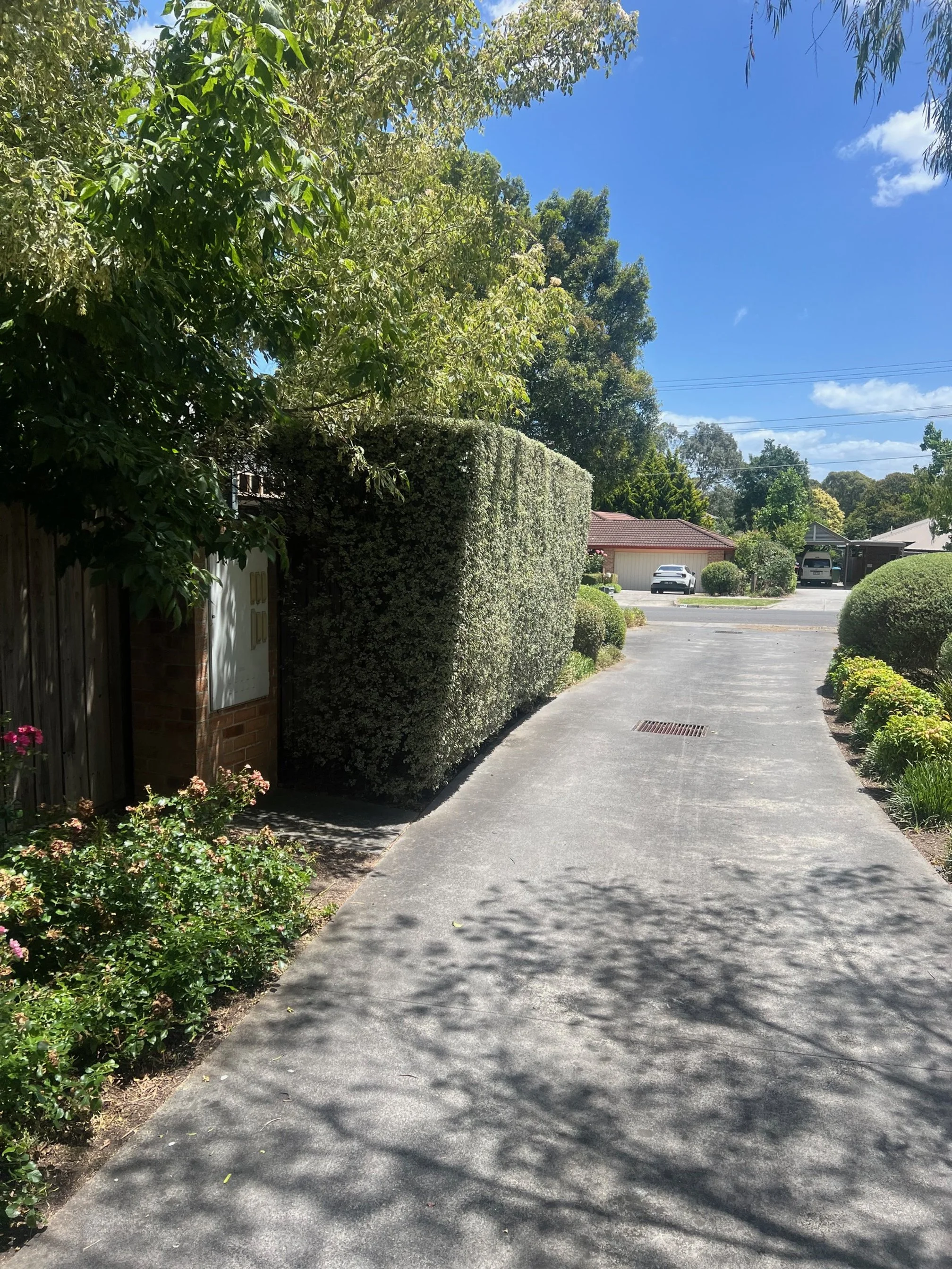 A driveway with neatly trimmed bushes on the right side and a tall, dense hedge on the left side, leading to houses and parked cars in a suburban neighborhood on a sunny day.