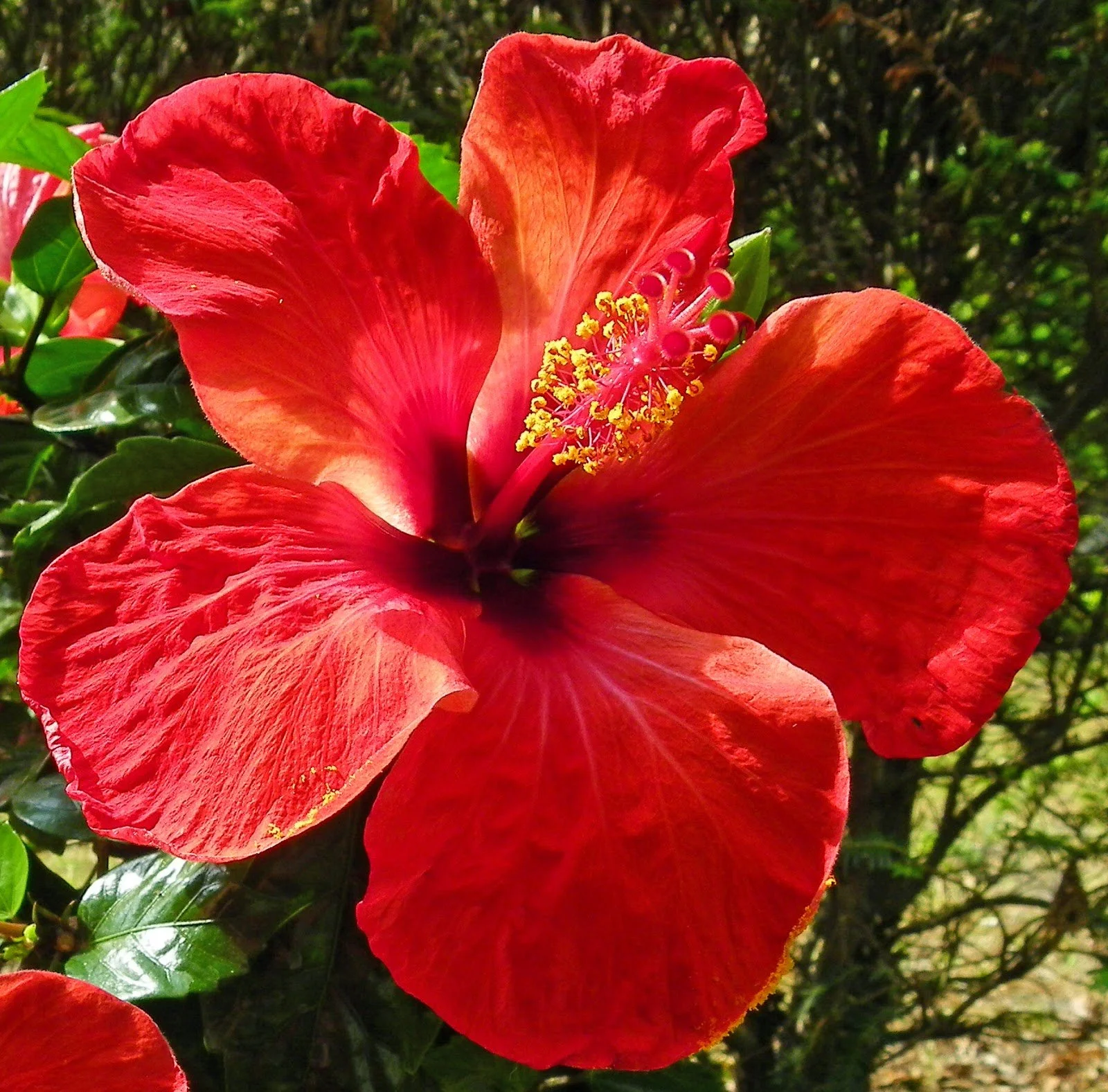 Hibiscus_rosa-sinensis_'Kyoto_Red'_flower (1).jpg