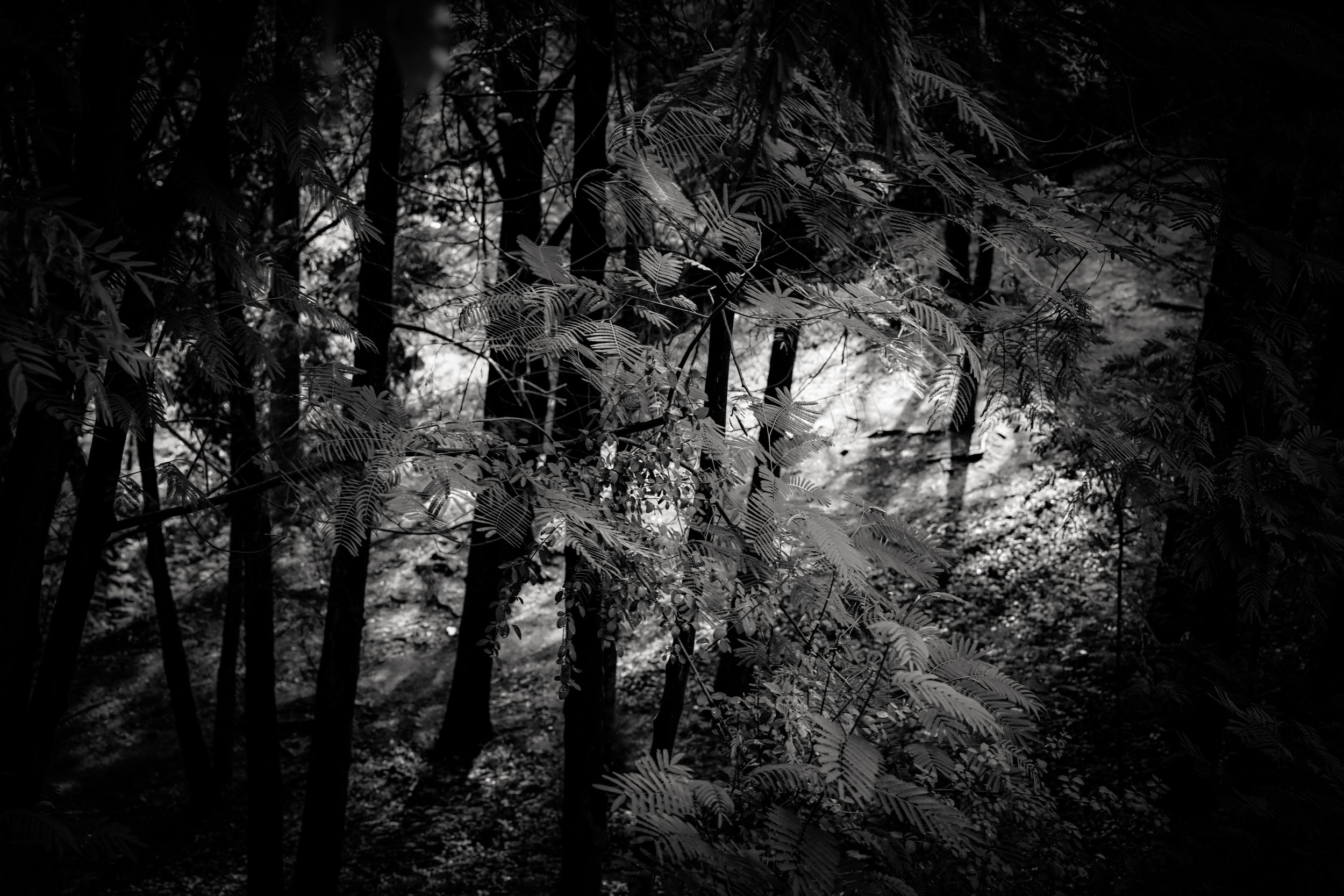 Black and white photograph of winter trees and foliage in Sydney, Australia, with light filtering through dense branches, by Sepa Sama.