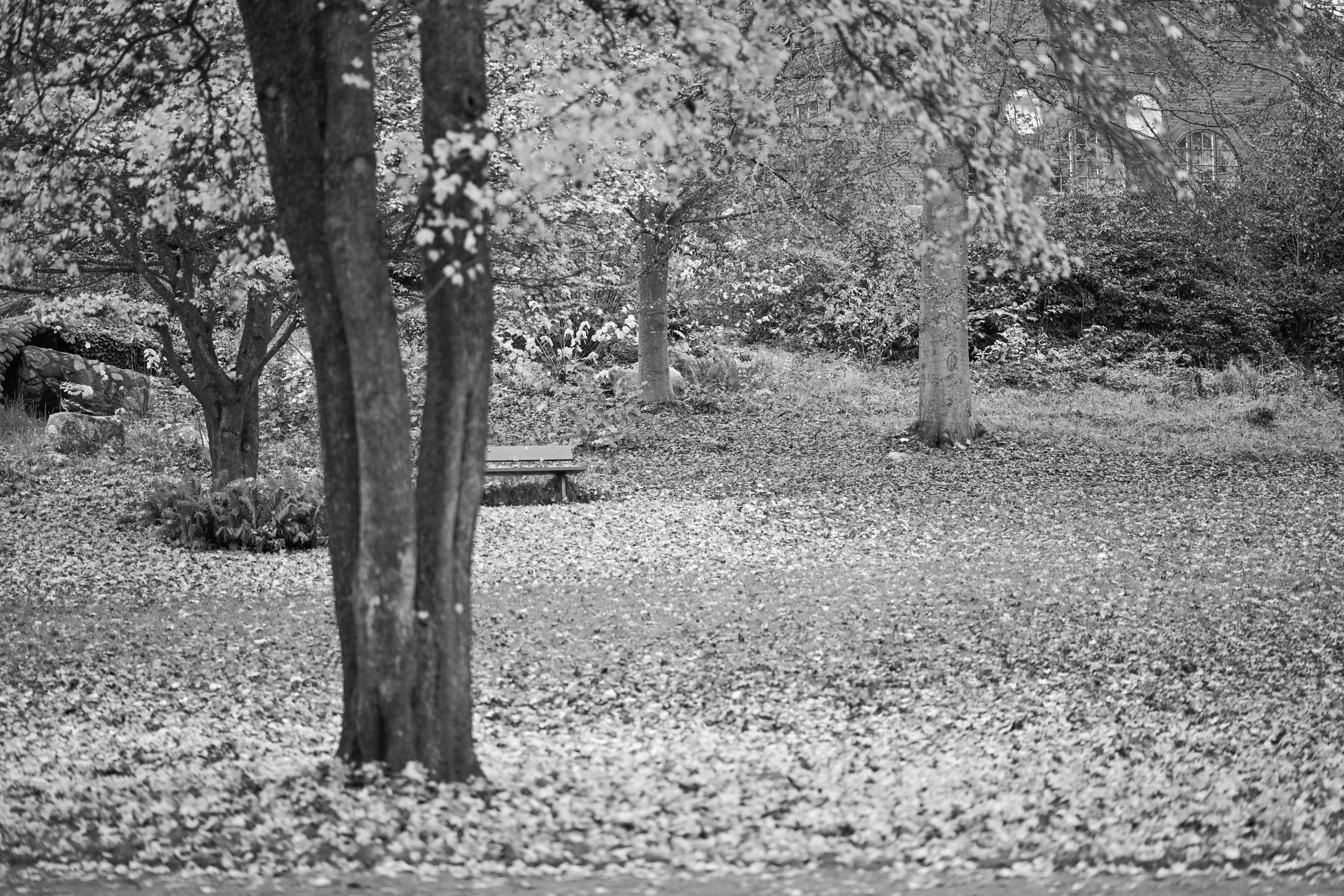SEK_4201-2-soft-light-through-trees-a-shape-of-waiting-black-and-white-photography-sepa-sama-photographer-in-sydney-support-artists.jpg