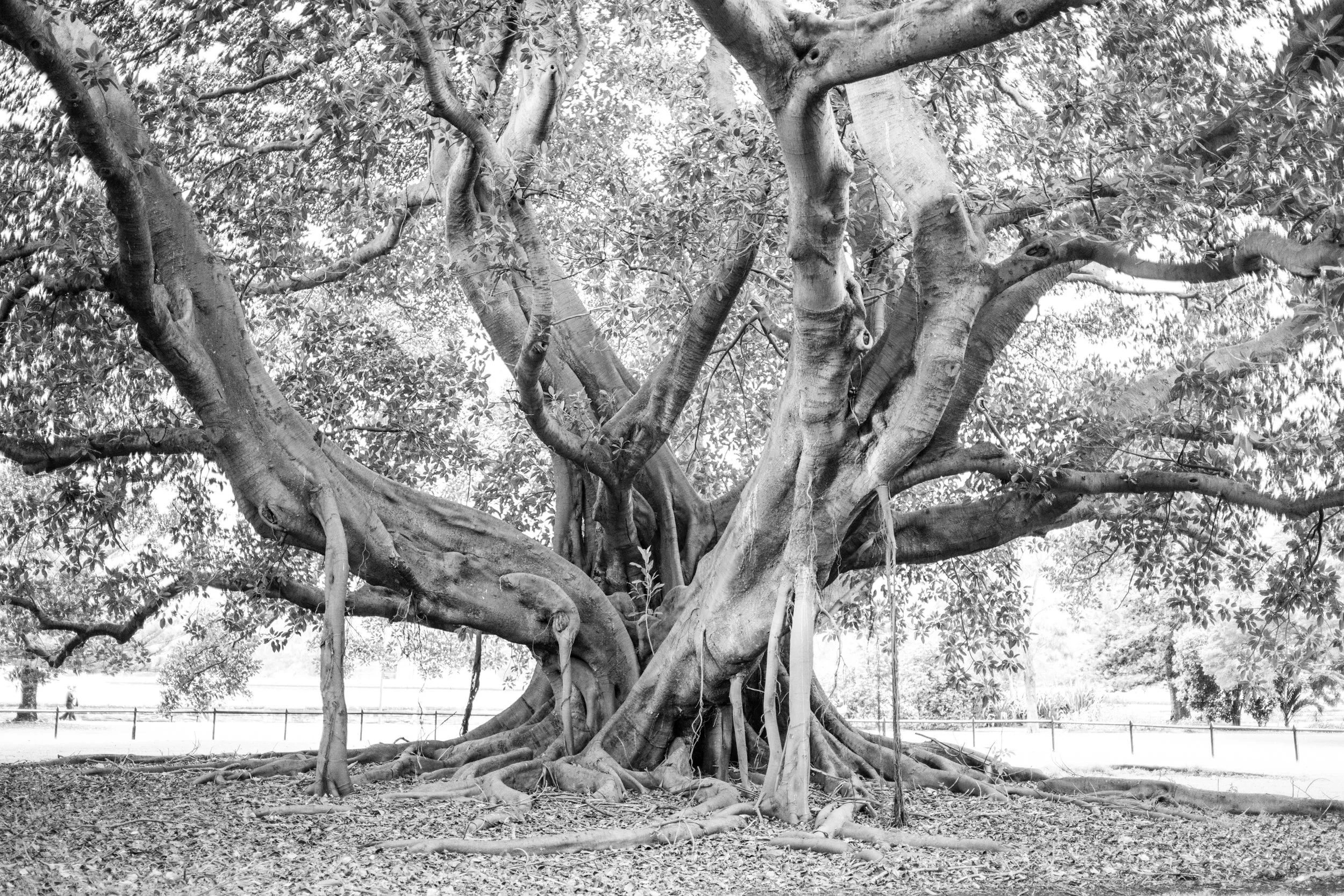 Black-and-white photograph of The Children’s Tree, a large Moreton Bay Fig in the Royal Botanic Garden Sydney, Sydney, Australia, with aerial roots, twisting branches, dense canopy, and exposed roots spreading across the shaded ground.