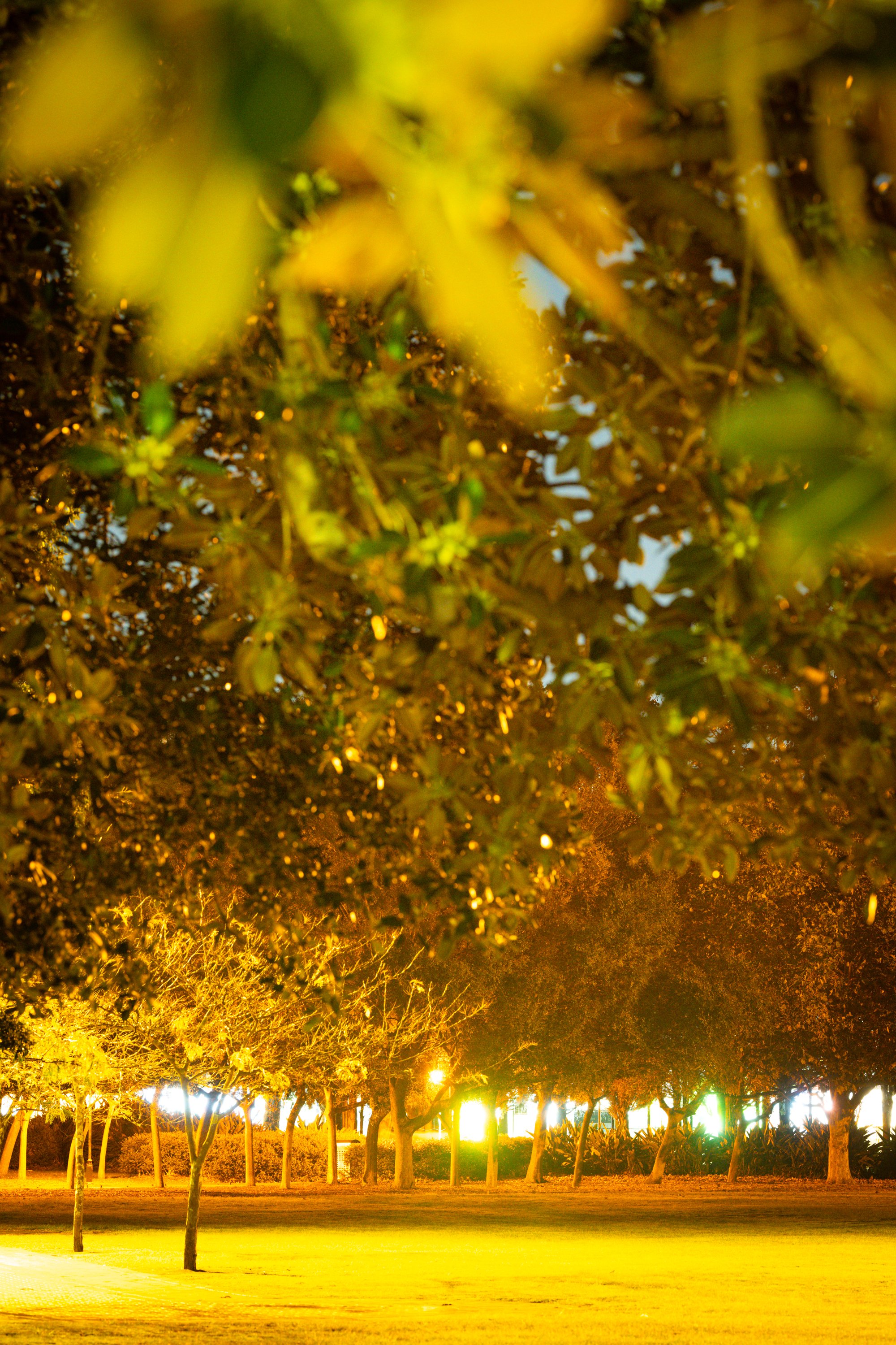 Sydney, Australia. Trees, light, and atmosphere photographed at night by Sepa Sama as part of walking-based artistic research and urban nature photography.