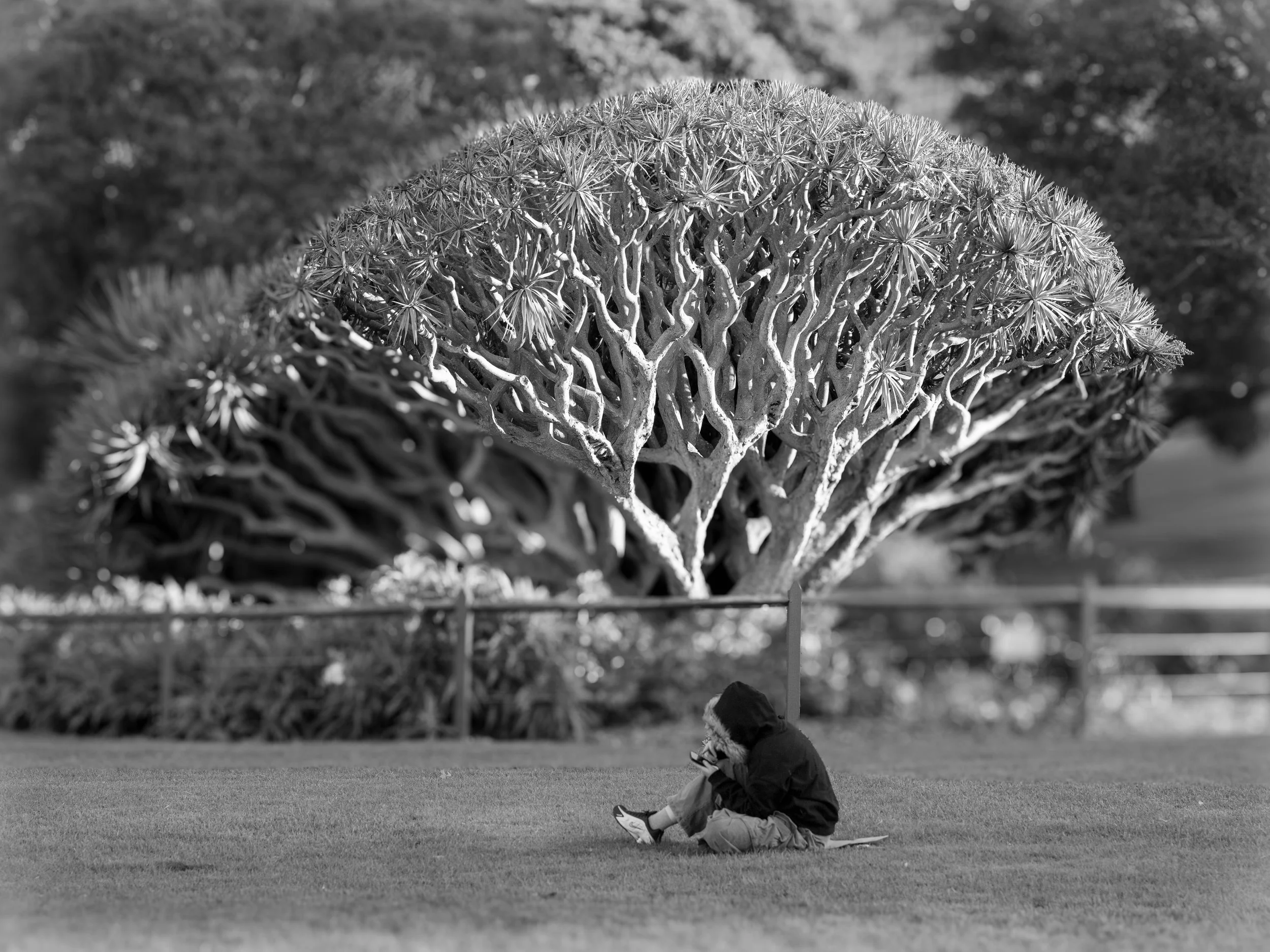 SYD_3504-2-sydney-australia-contemporary-photography-botanical-garden walking-based-artistic-research-urban-study-sydney-artist winter-garden-photography-walking-as-art-nature-and-city black-and-white-photography-sydney-botanical-garden artist.jpg