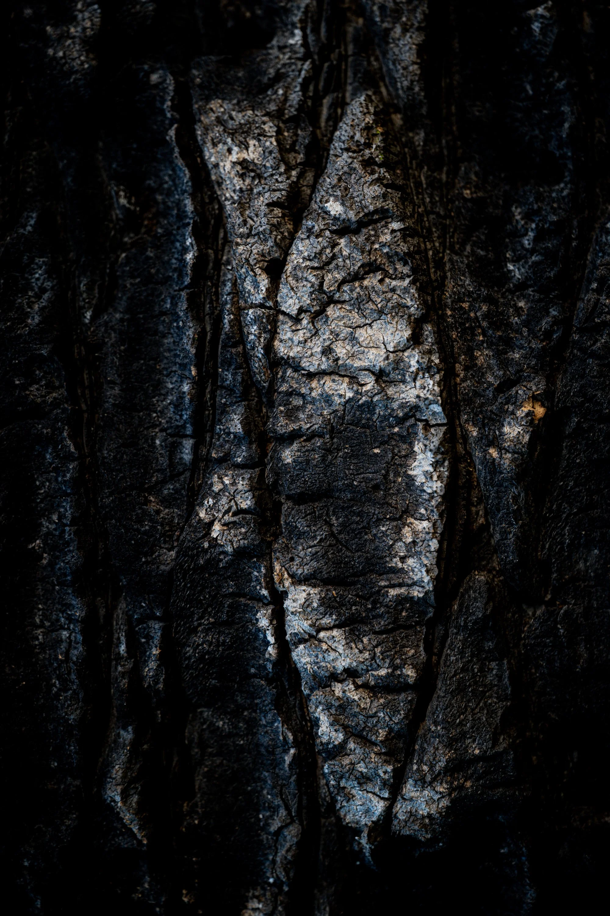 A contemporary abstract photograph of tree bark in Sydney, Australia, by Sepa Sama. This winter image studies bark as manuscript, scar, surface, and urban memory, connecting walking-based artistic research, poetic photography, field notes, and fine a