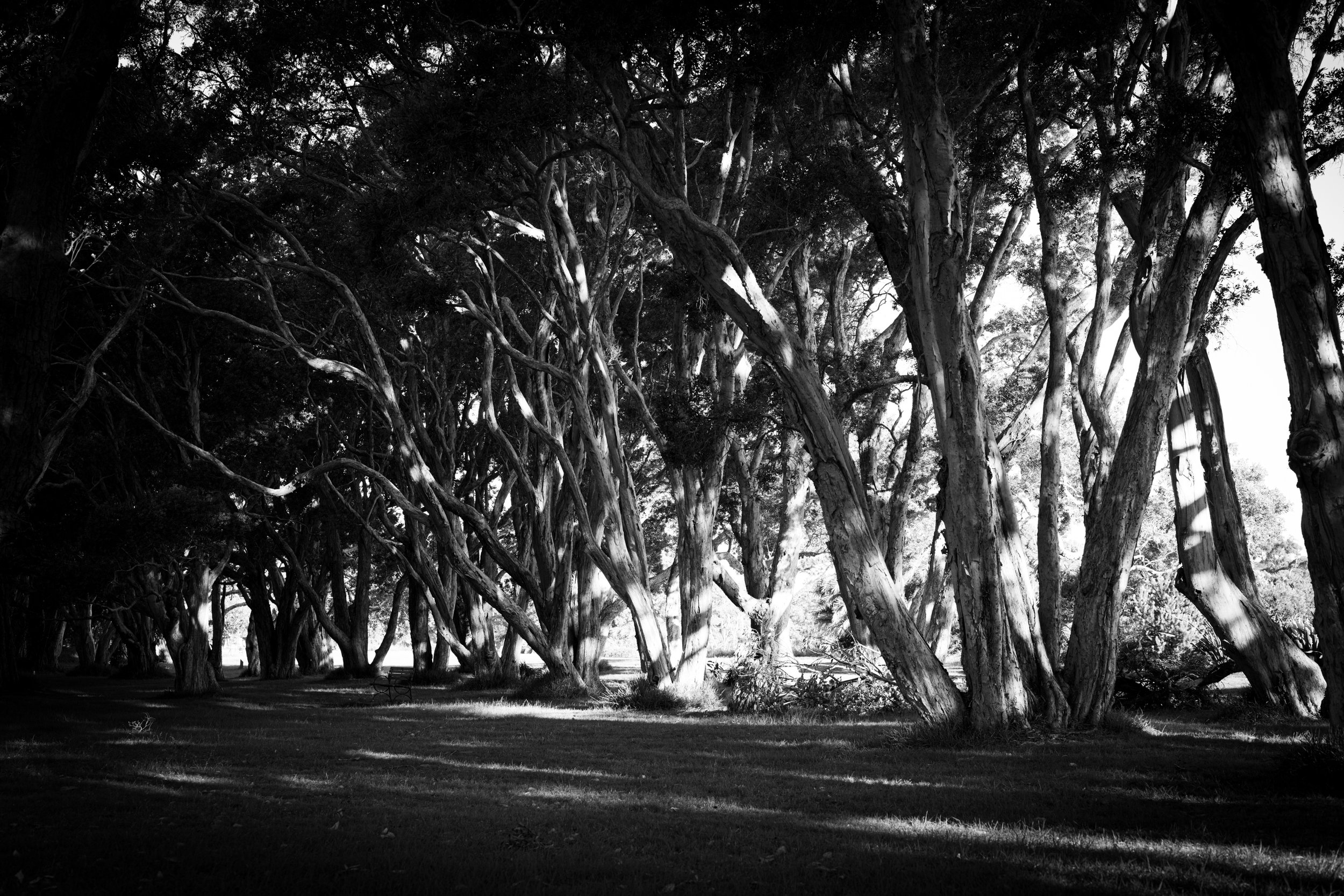 SYD_3800-2, ayyub-walking-encounter-kensington-fig-trees-sydney-australia-black-and-white-photography-sepa-sama-photographer-in-sydney-support-artists.jpg