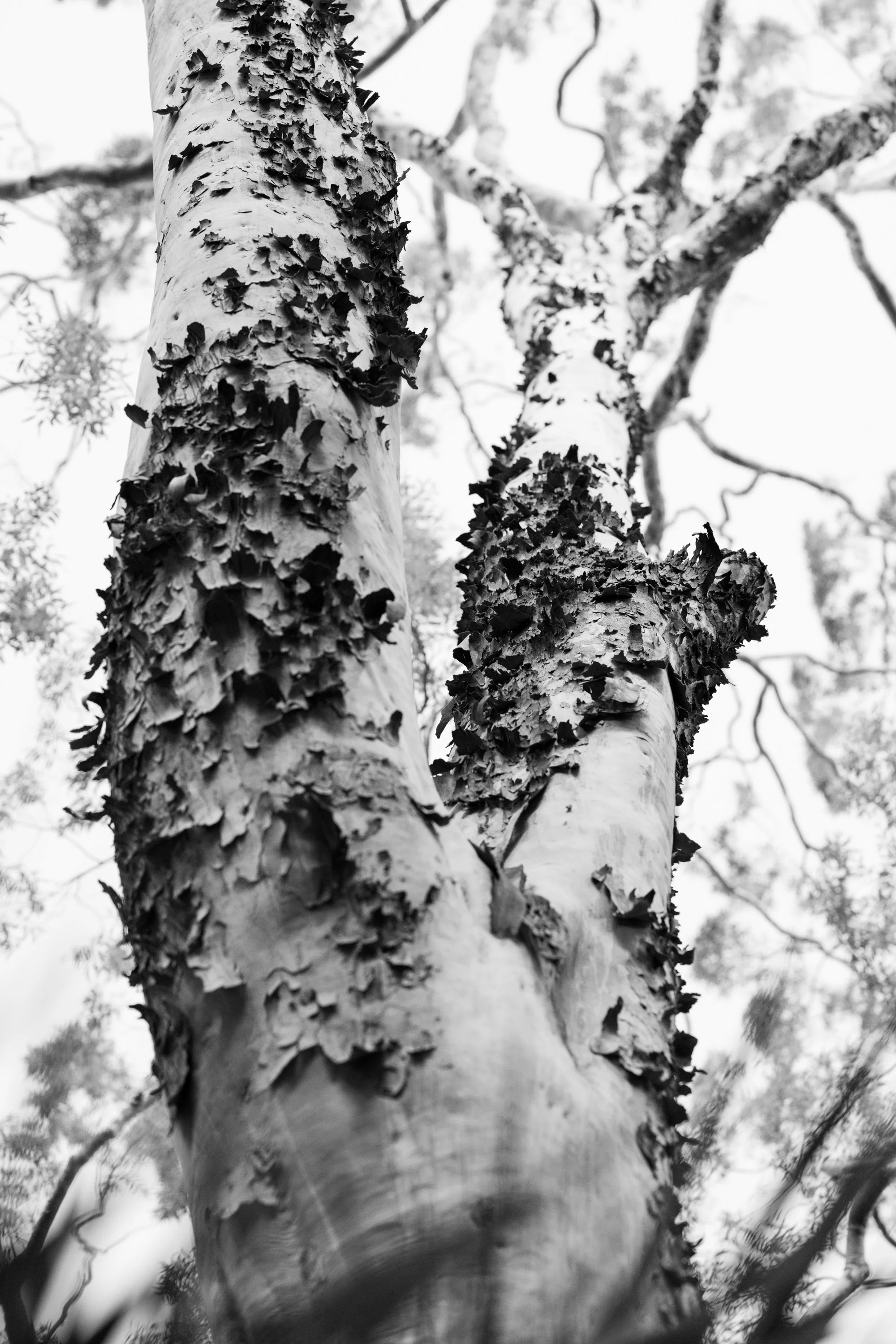 Black and white photograph by Sydney artist and photographer Sepa Sama, looking upward along the textured peeling bark of a tall tree in Sydney, Australia. The image connects nature photography, architectural form, walking-based artistic research, an
