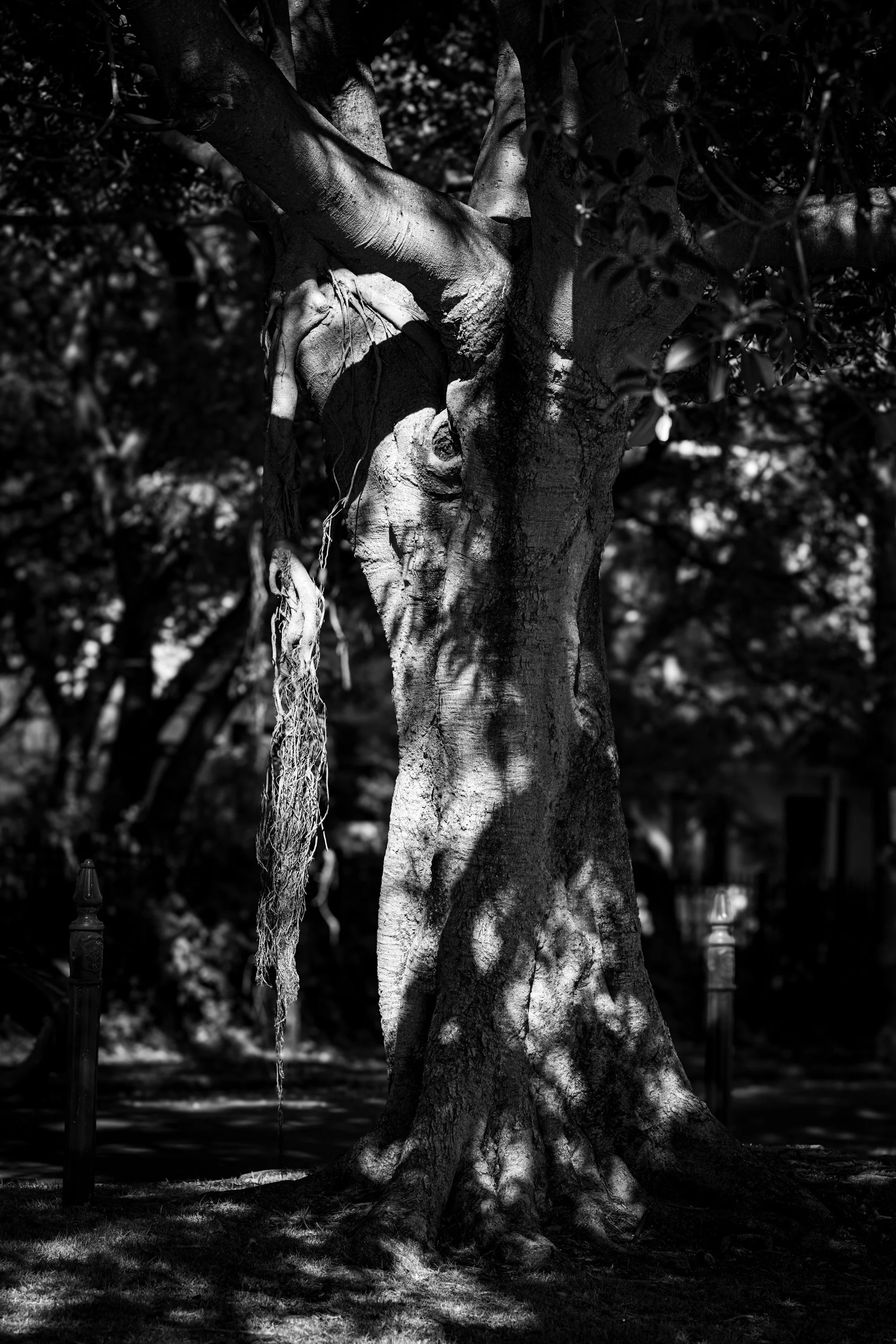 SYD_1259-2-sydneyartist-sydneyphotographer-walkingbasedresearch blackandwhitephotography-lexicononwalking-artisticresearch walkingasmethod-treephotography-urbanstudy-contemporaryphotography.jpg