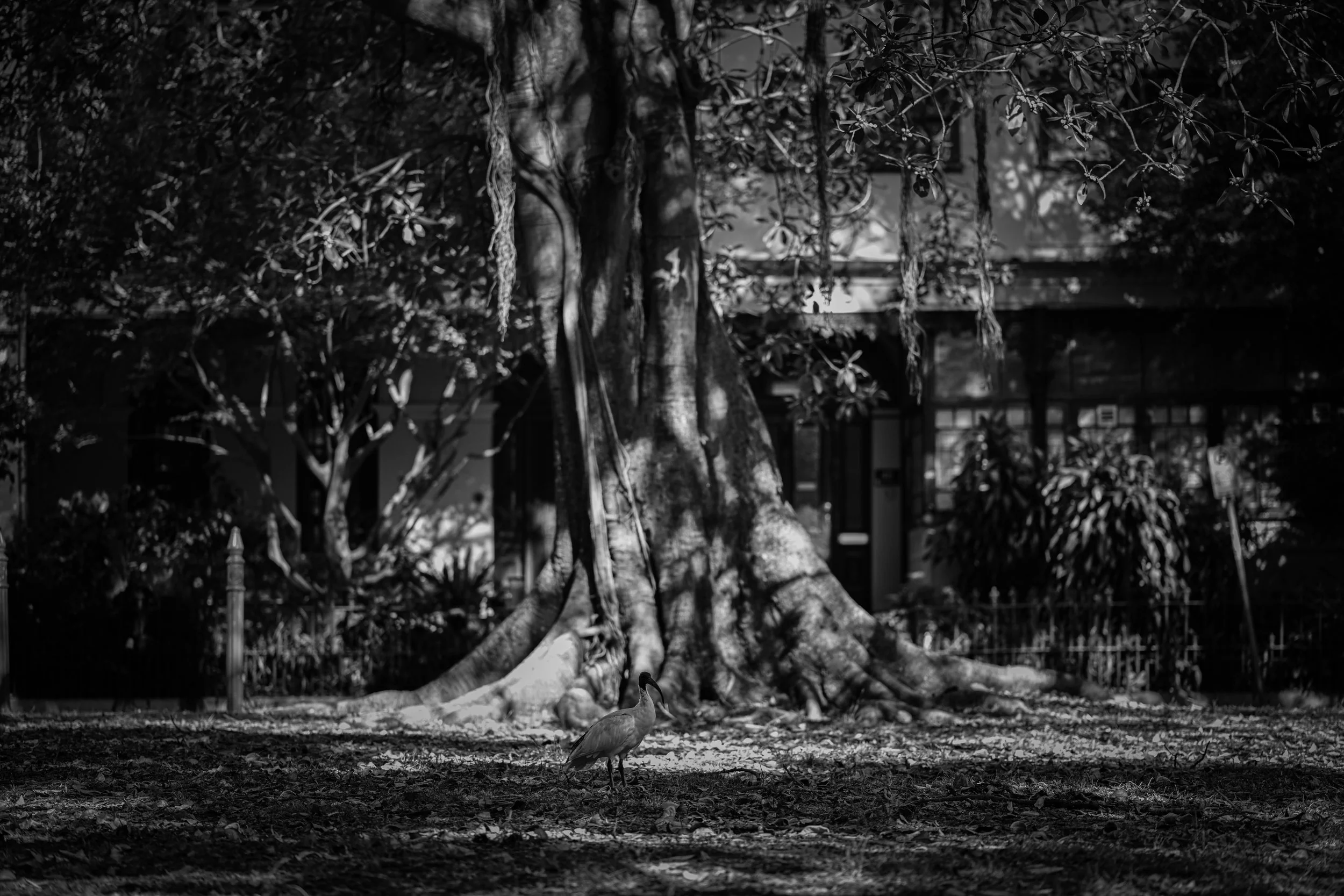 SYD_4197-2-ibis-and-fig-tree-roots-jupiter-overhead-magic-hope-number-seven-sydney-australia-january-2026-black-and-white-photography-sepa-sama-photographer-in-sydney-support-artists-ka.jpg