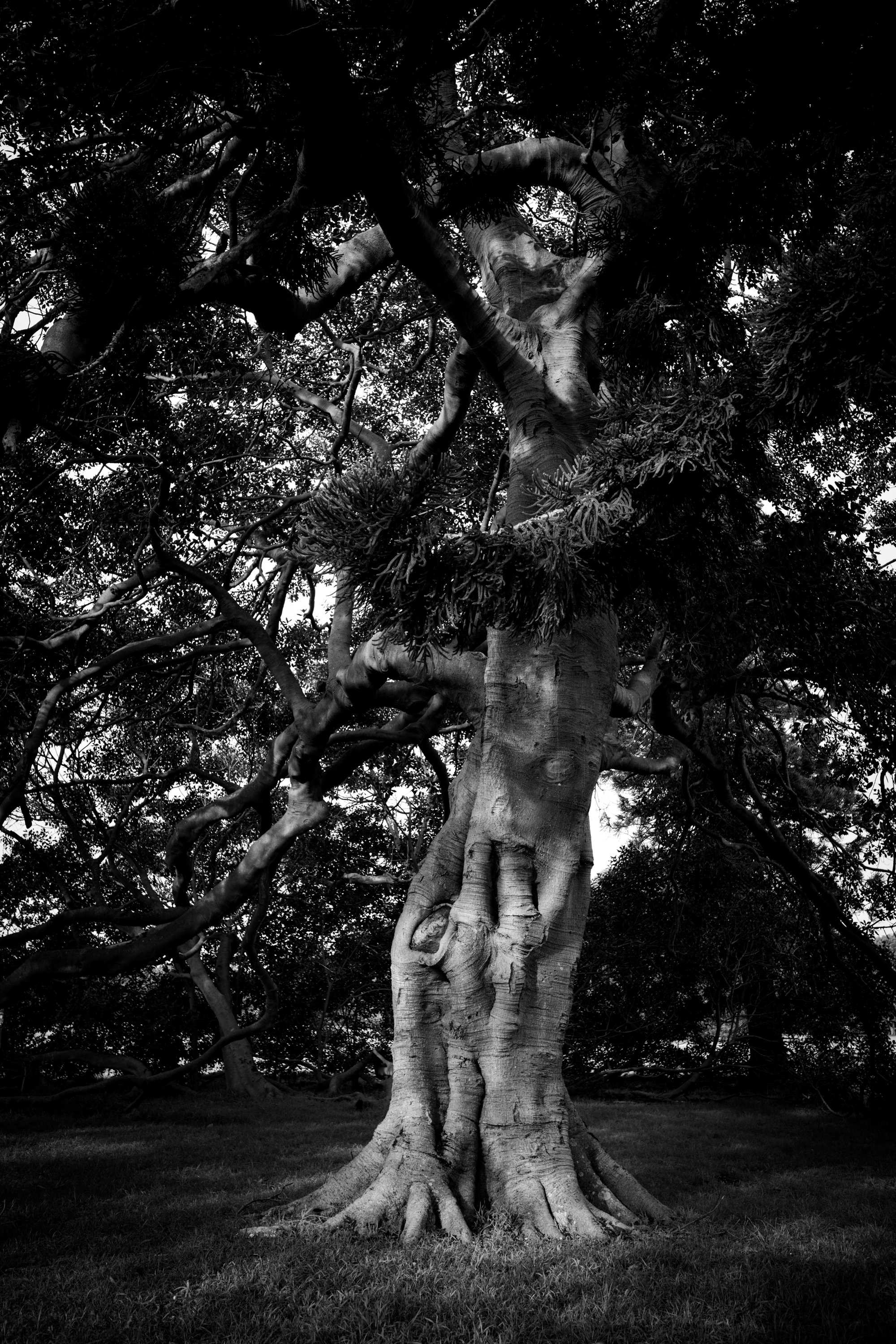 Black-and-white photograph of a large fig tree in Centennial Park, Sydney, Australia. The image frames the pale textured trunk, exposed roots, twisting branches, and dense dark canopy, emphasizing winter light, reflected illumination, urban nature, a