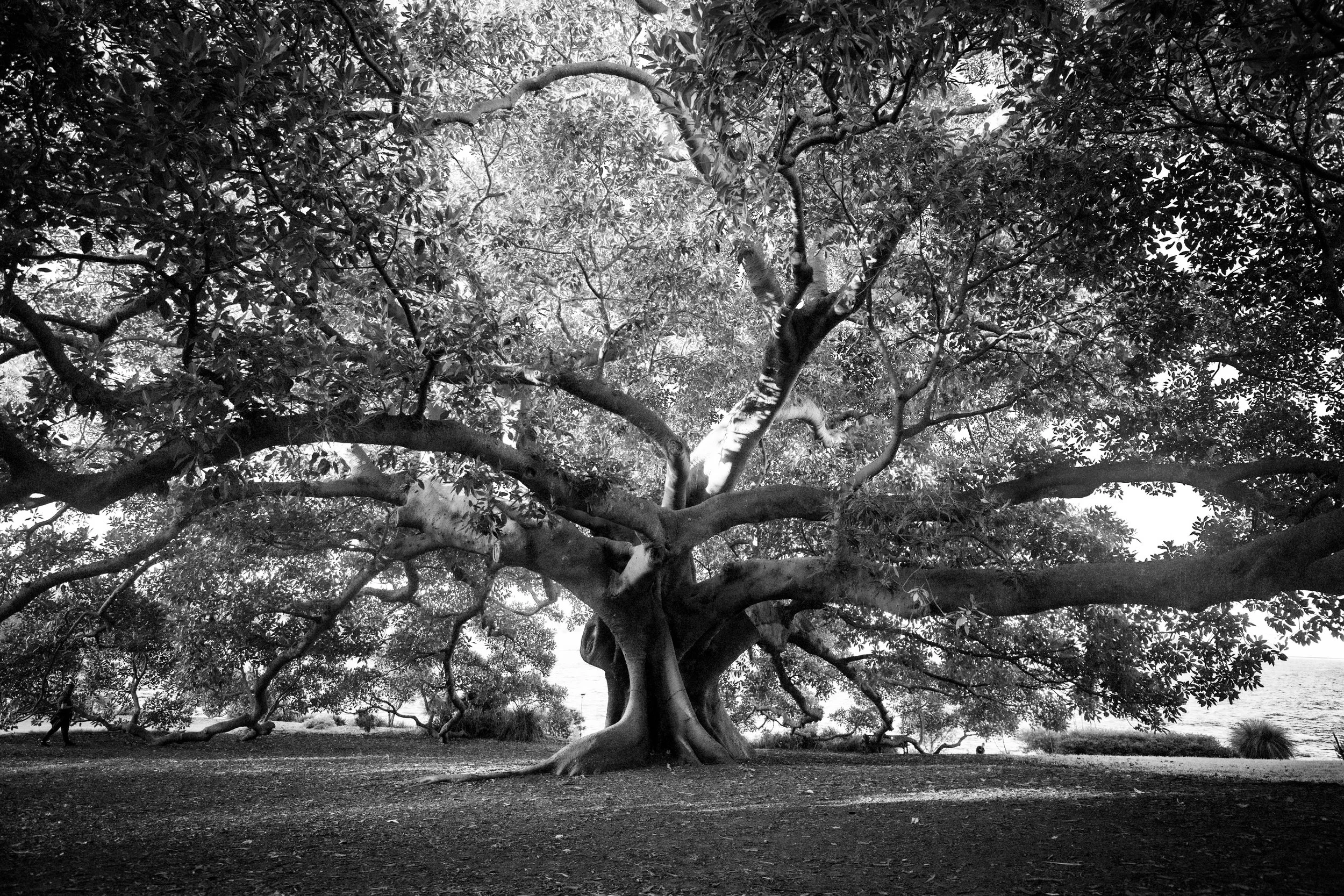SYD_3565-2sydney-australia-botanical-garden-black-and-white-photography fig-tree-photography-walking-based-artistic-research-sydney tree-room-lexicon-on-walking-urban-study-botanical-garden currawong-urban-nature-photography-sydney-australia-artist.jpg