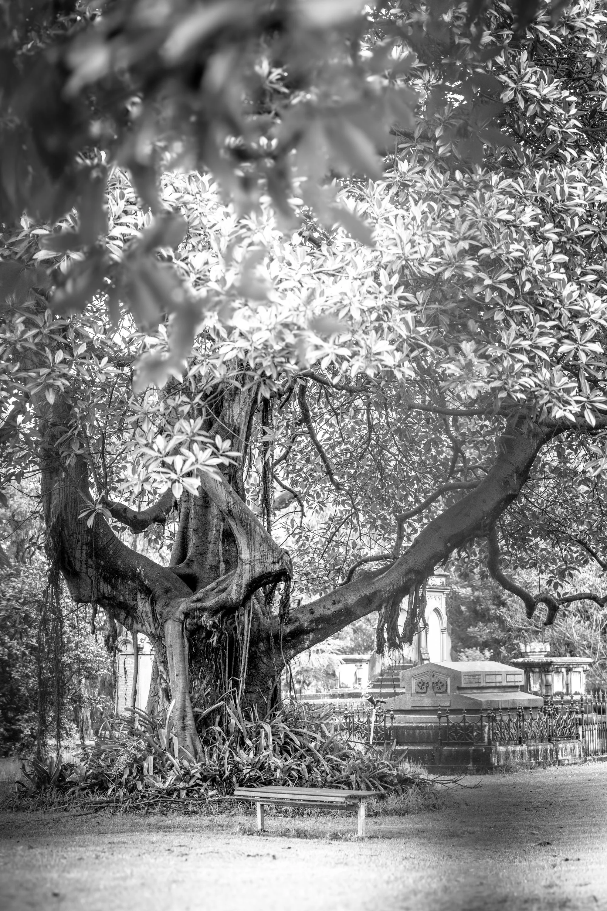 Sydney, Australia. Fig tree, cemetery landscape, bench, and public memory photographed by Sepa Sama. Selected works, prints, artist books, and collector archive boxes are available by request.