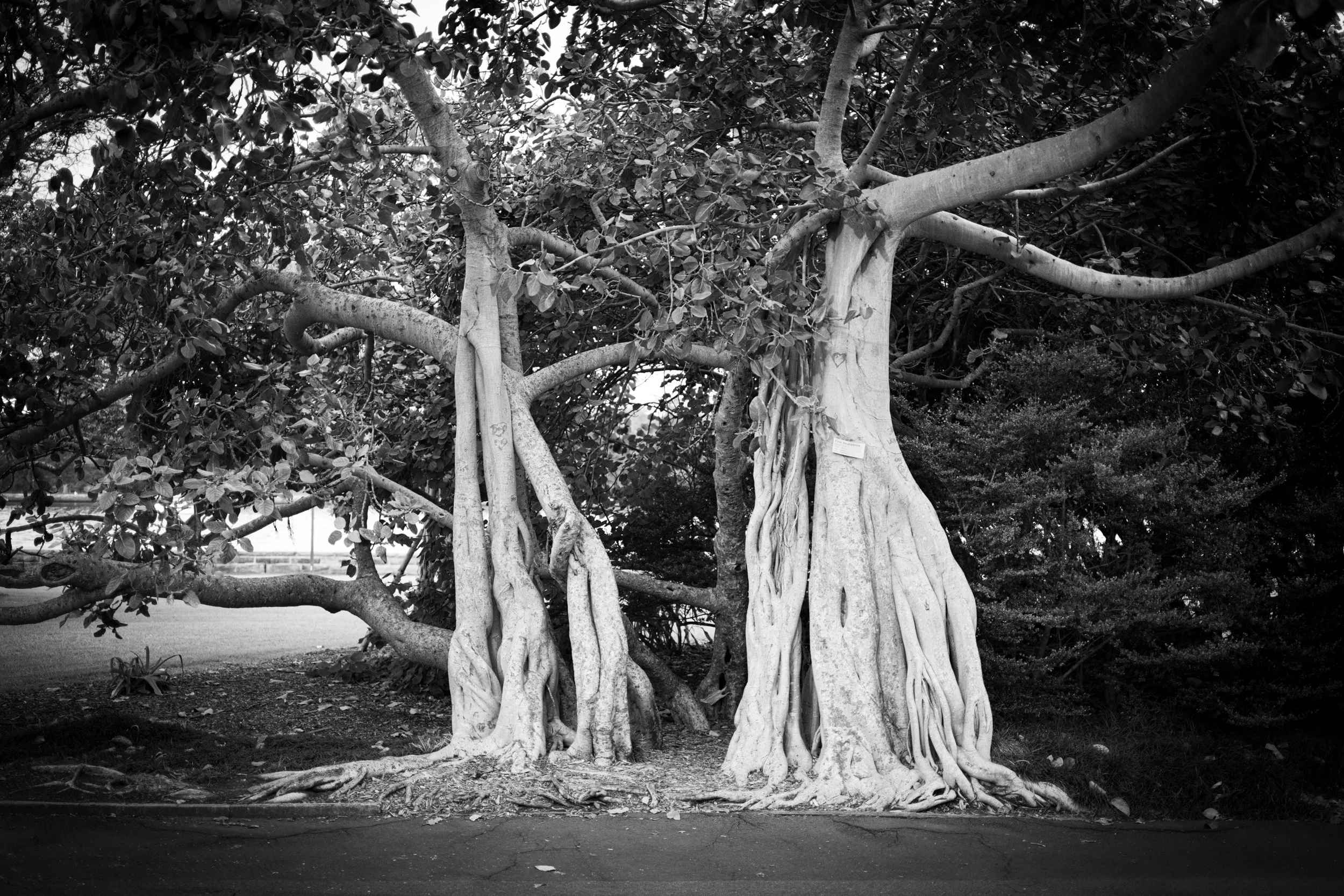 Black and white photograph of a large fig tree in Sydney Botanical Garden, with hanging aerial roots, branching limbs, dense foliage, and a quiet shaded ground. The image accompanies a poem by Sepa Sama on love, endurance, migration, home, homelessne