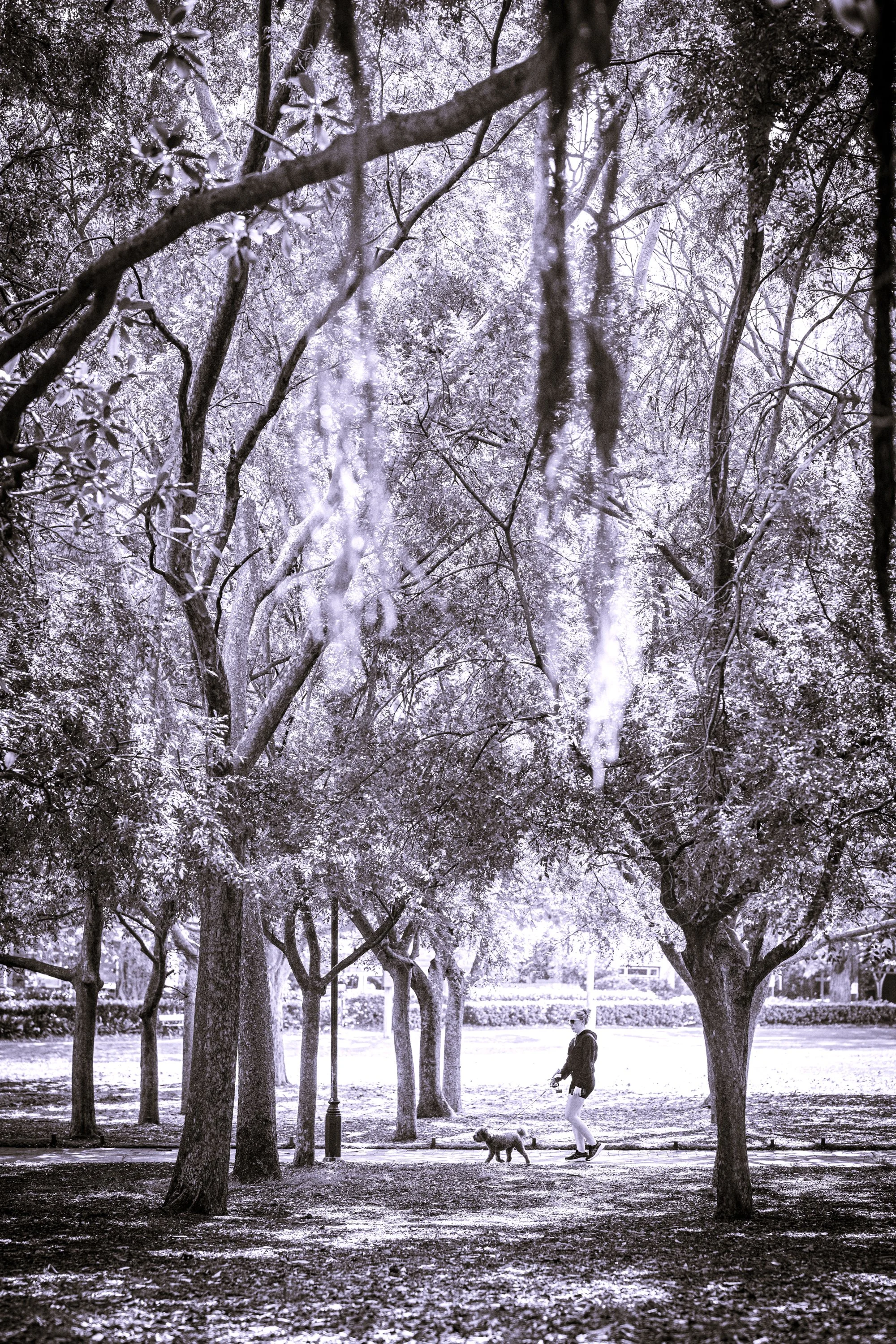 Alison Park, Sydney, Australia. A person walking with a dog beneath hanging fig trees, part of Sepa Sama’s walking-based artistic research and urban photography.