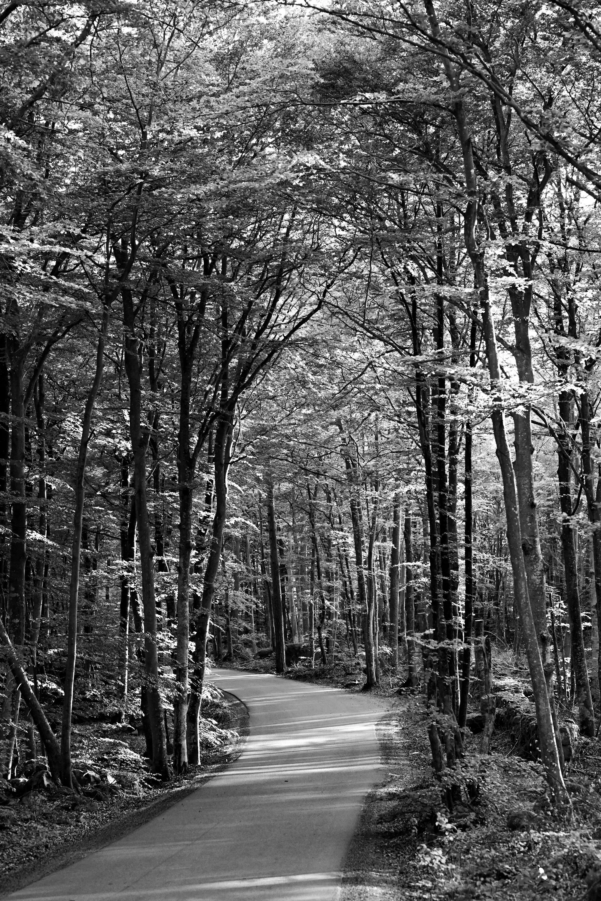 009_8787-2-forest-road-black-and-white-photography-walking-as-artistic-research-sepa-sama-photographer-in-sydney-australia-quiet-path-light-and-shadow-poetic-landscape-blekinge-inspired.jpg