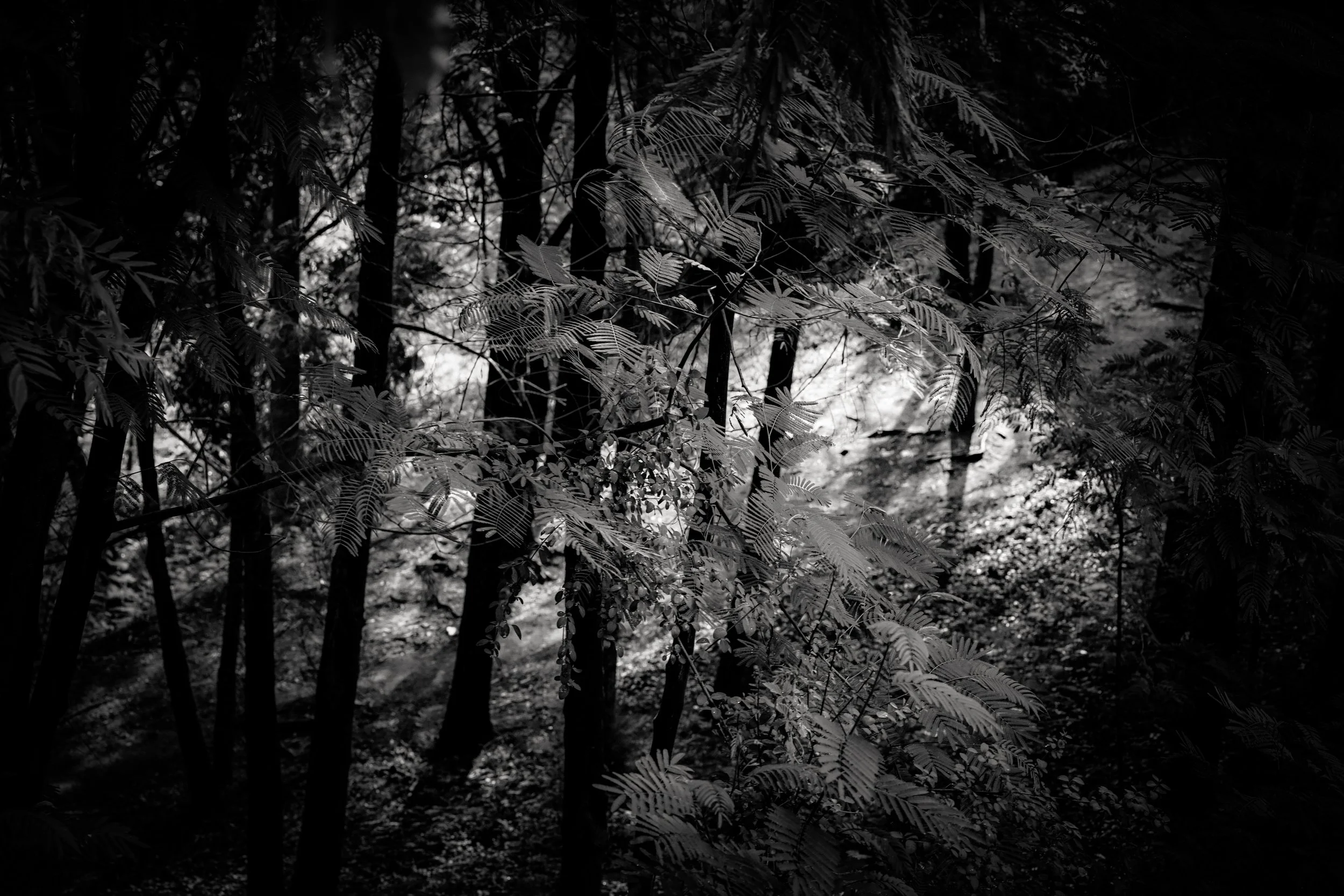 Black and white photograph of winter trees and foliage in Sydney, Australia, with light filtering through dense branches, by Sepa Sama.